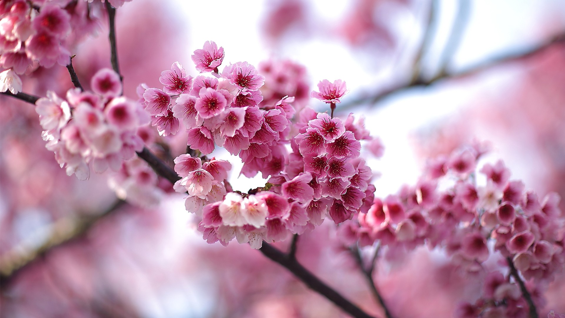 General 1920x1080 blossoms pink flowers flowers plants