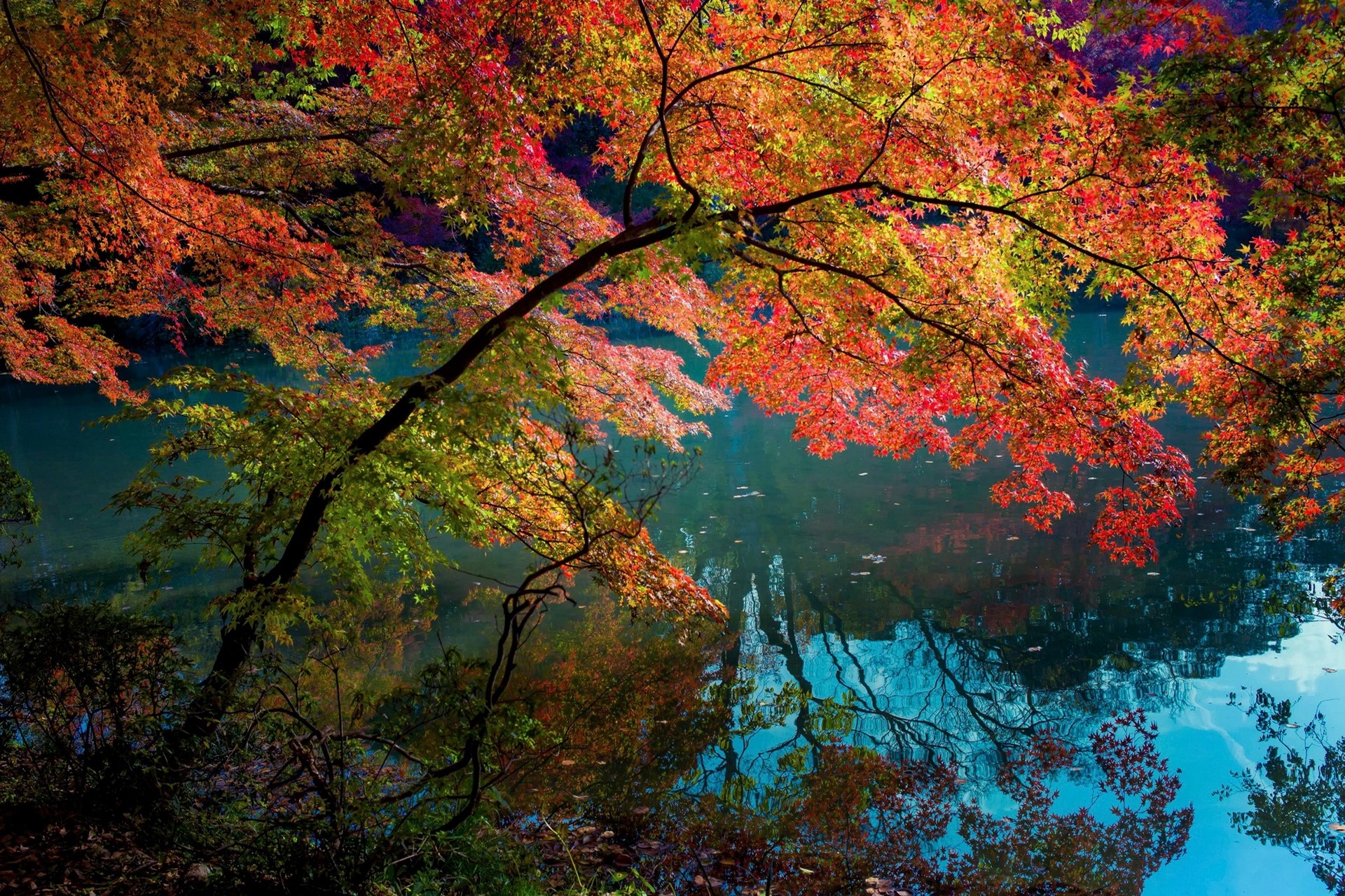 General 1920x1280 nature water turquoise fall trees lake shrubs reflection daylight colorful