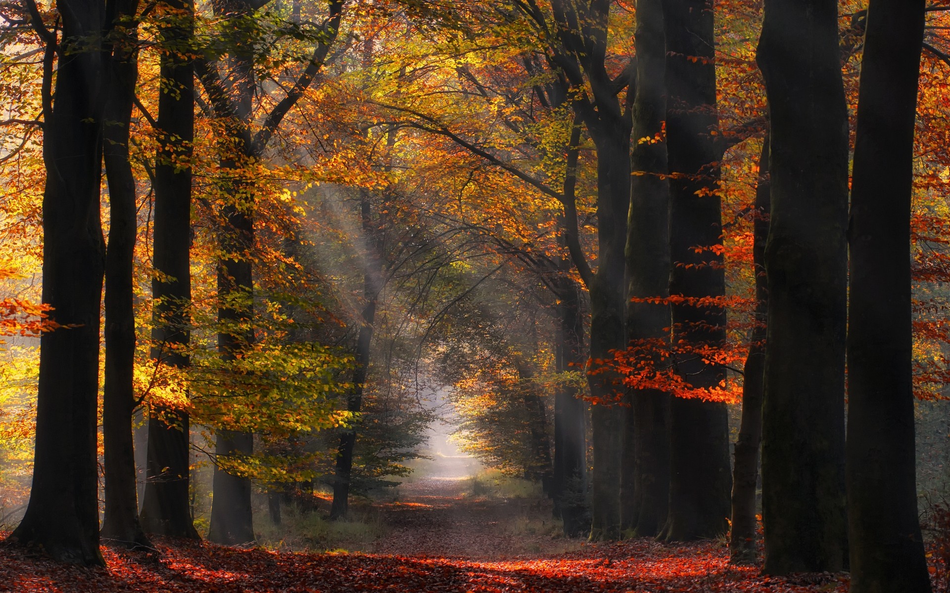 General 1920x1200 morning nature path sun rays Netherlands trees sunlight forest leaves mist fall