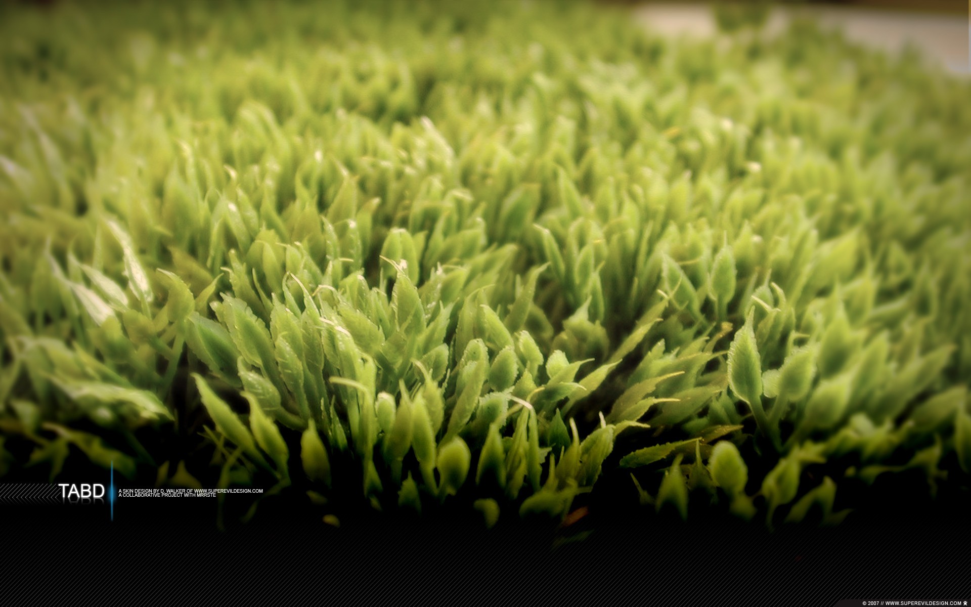 General 1920x1200 grass macro typography plants 2007 (Year) succulent green