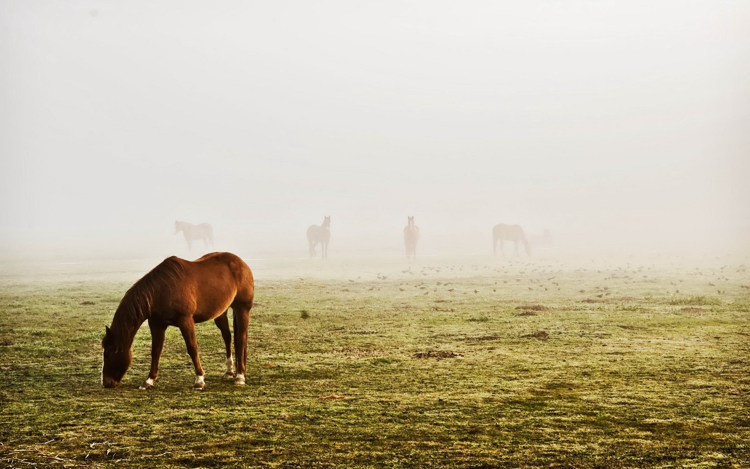 General 2560x1600 horse animals field mammals grass mist outdoors