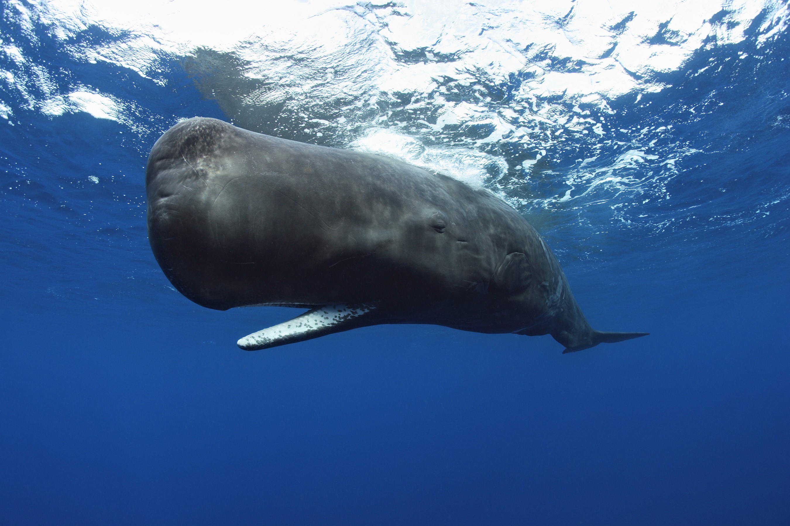 General 2700x1800 animals underwater whale Sperm Whale mammals sea sea life