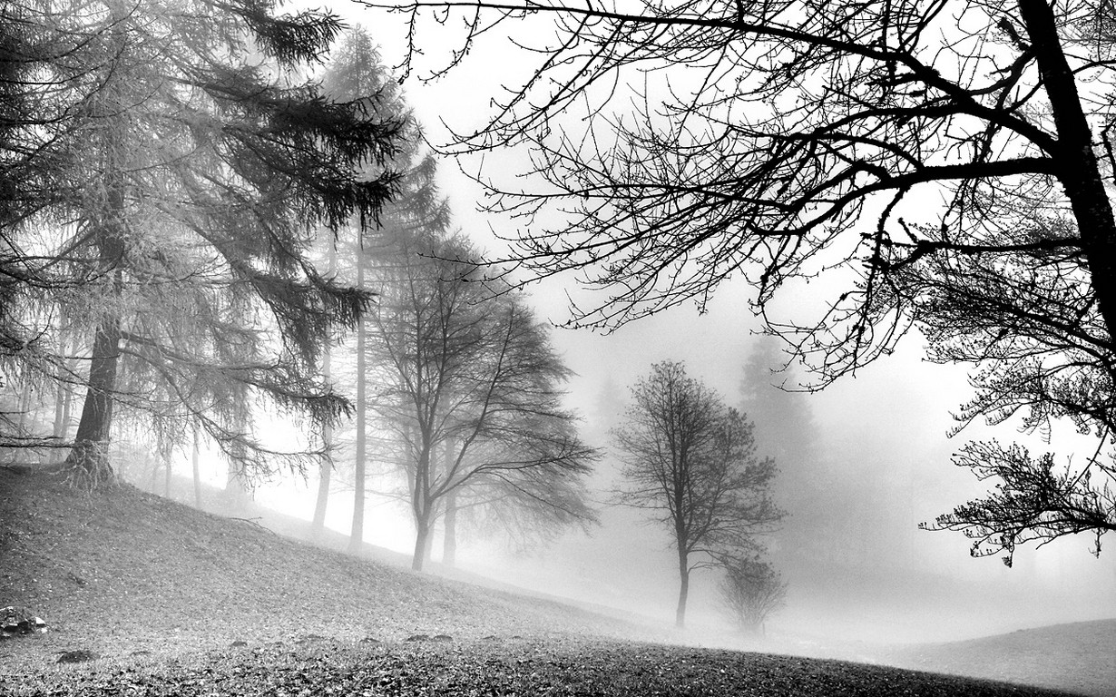 General 1230x768 nature landscape monochrome forest morning winter mist peace trees cold frost
