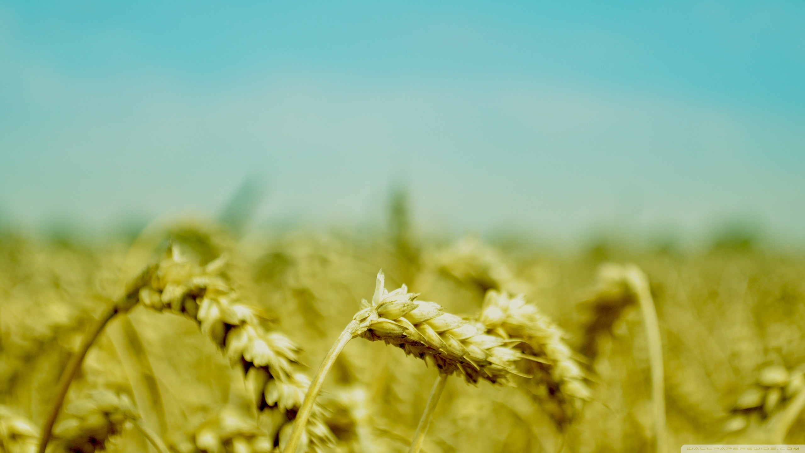 General 2560x1440 spikelets wheat plants