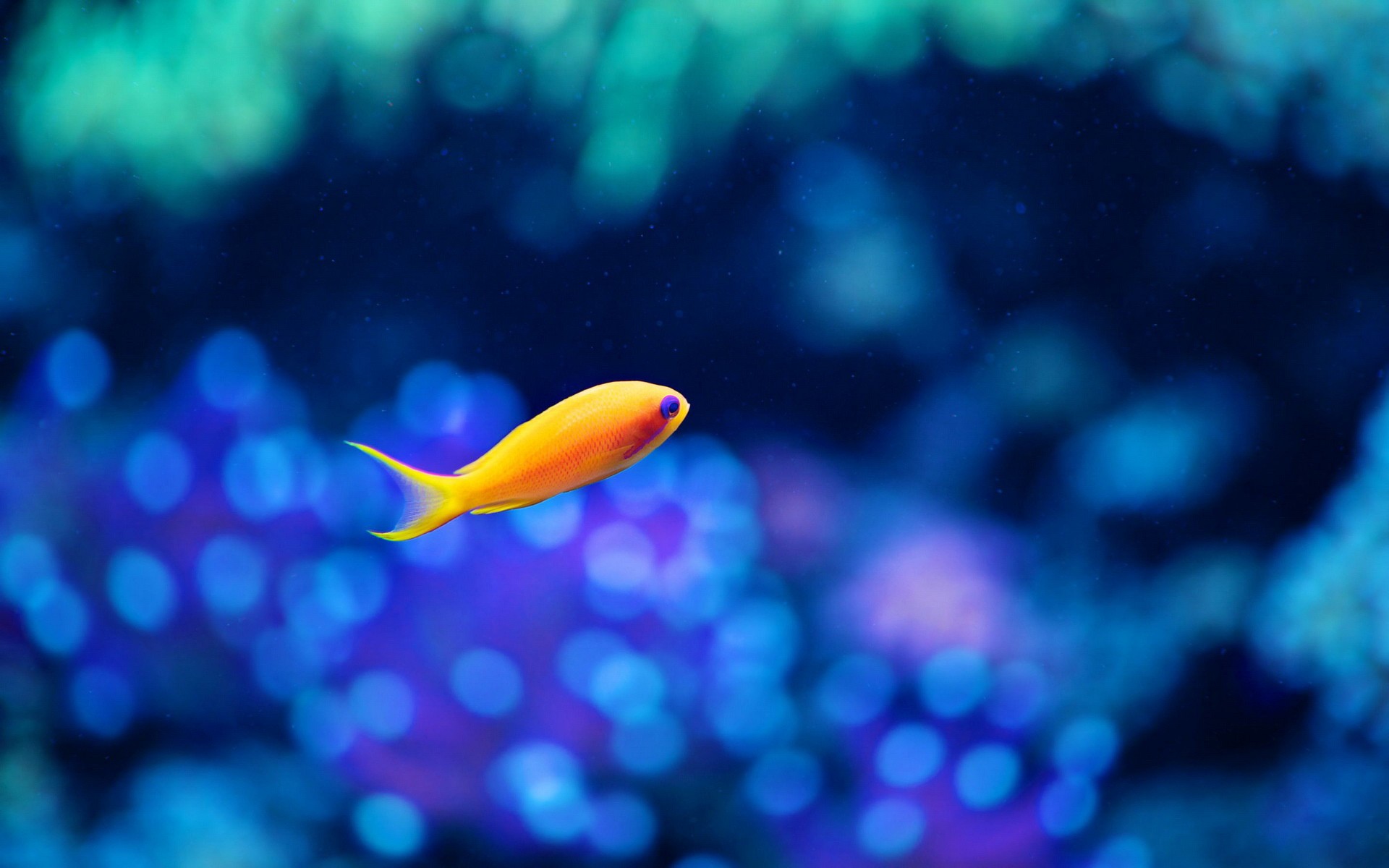 General 1920x1200 fish bokeh water goldfish nature underwater sea yellow blue alone depth of field animals