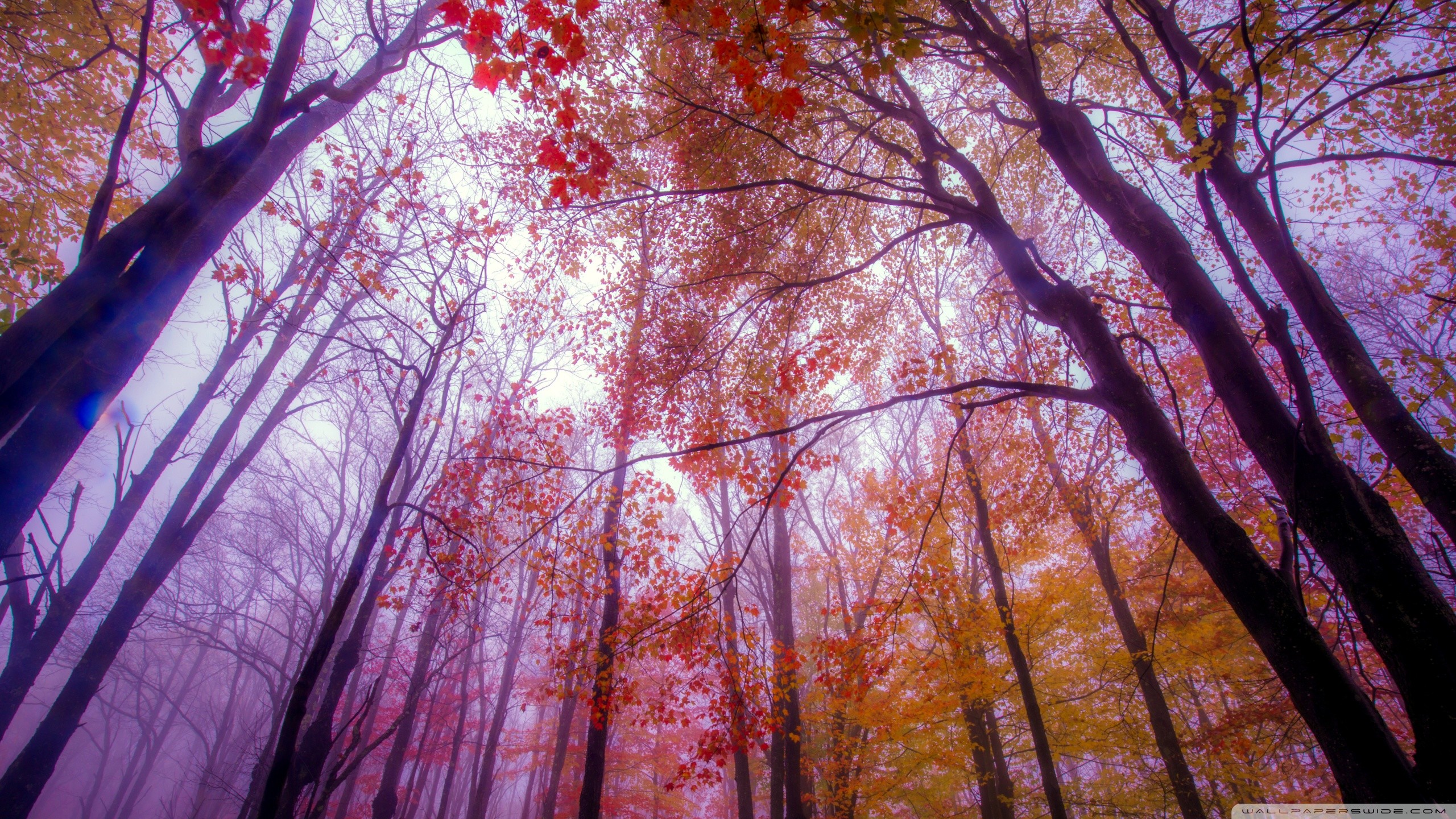 General 2560x1440 forest trees nature worm's eye view low-angle fall mist