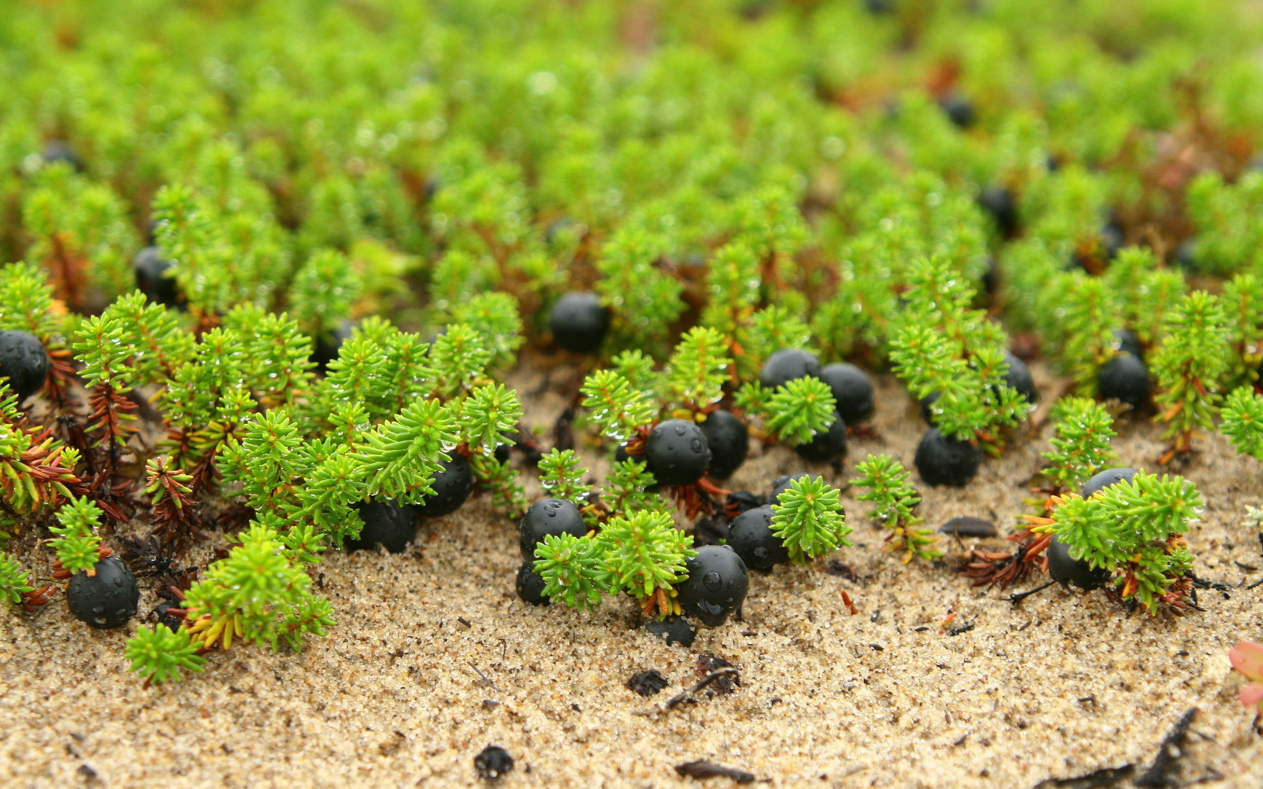 General 2560x1600 nature macro green berries sand plants