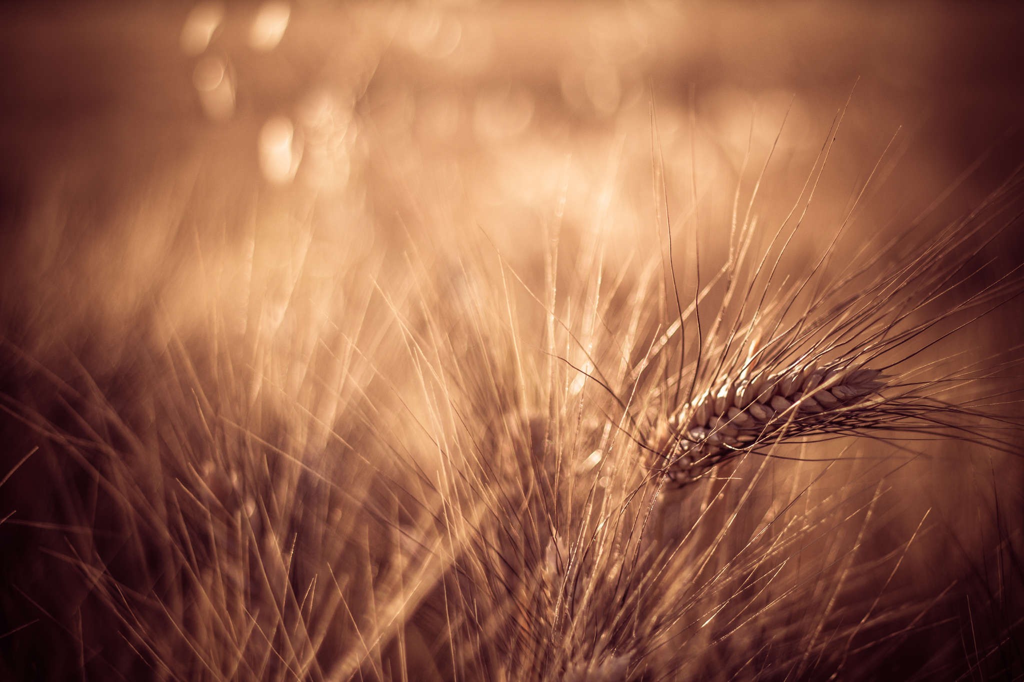 General 2048x1365 nature wheat plants