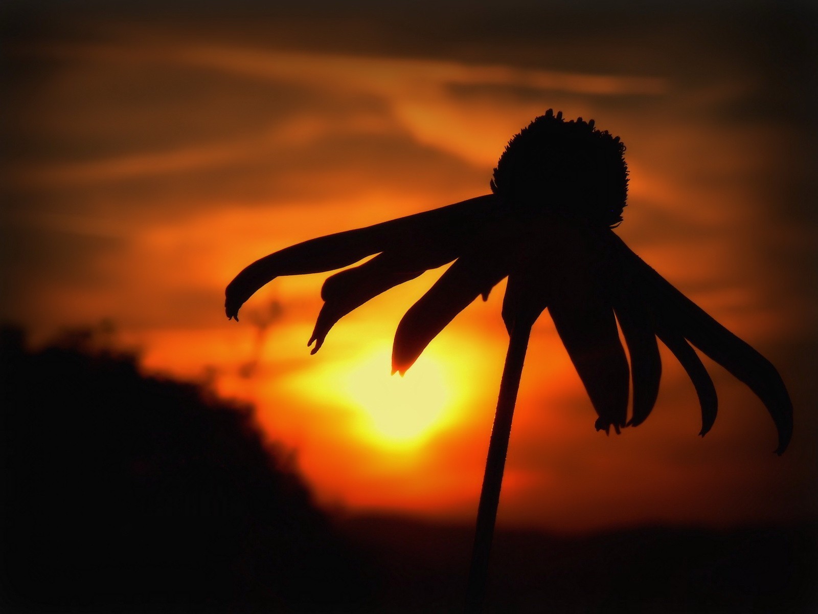 General 1600x1200 silhouette sunset flowers