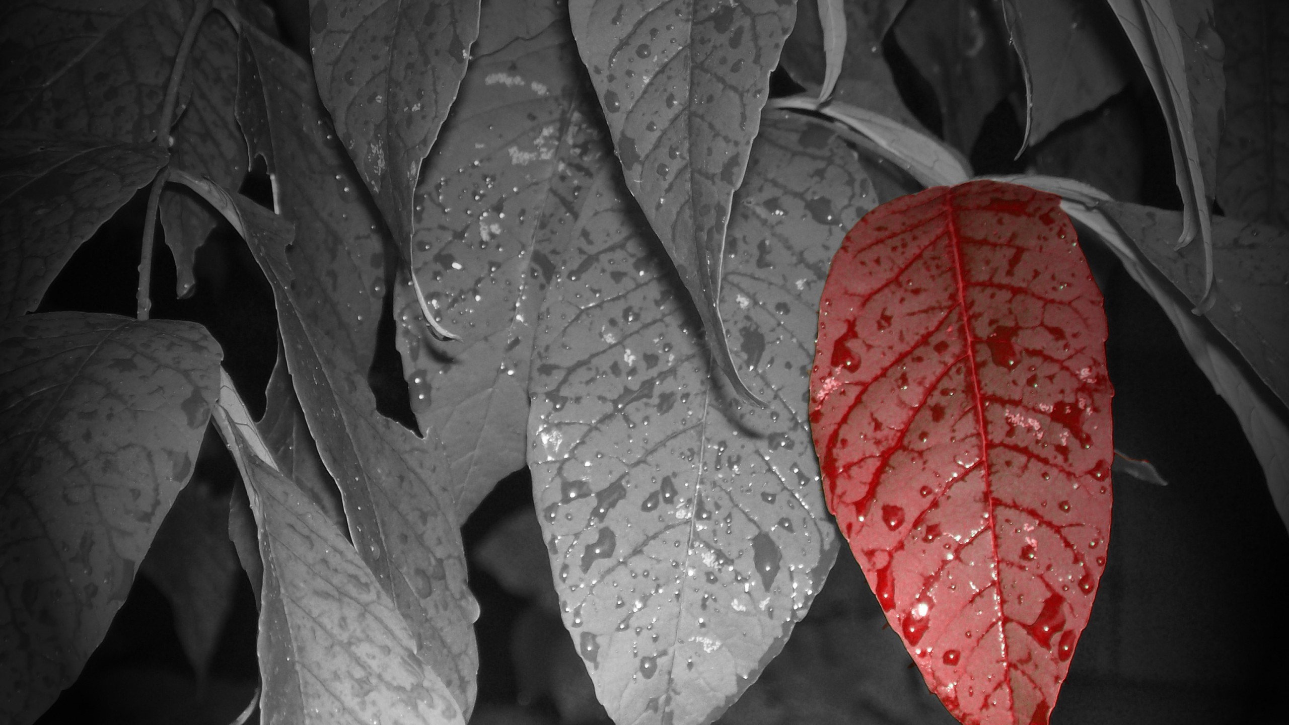 General 2560x1440 leaves selective coloring water drops red