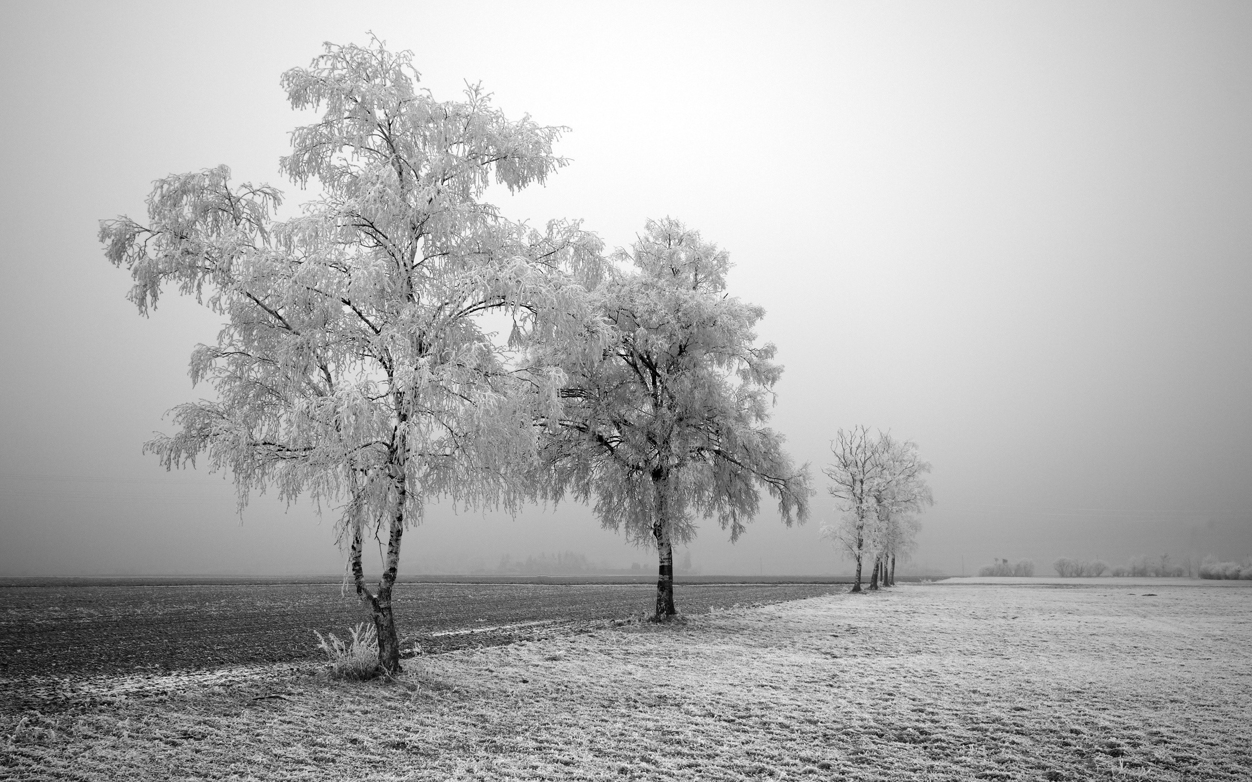 General 2560x1600 landscape nature photography trees winter field frost monochrome birch outdoors cold