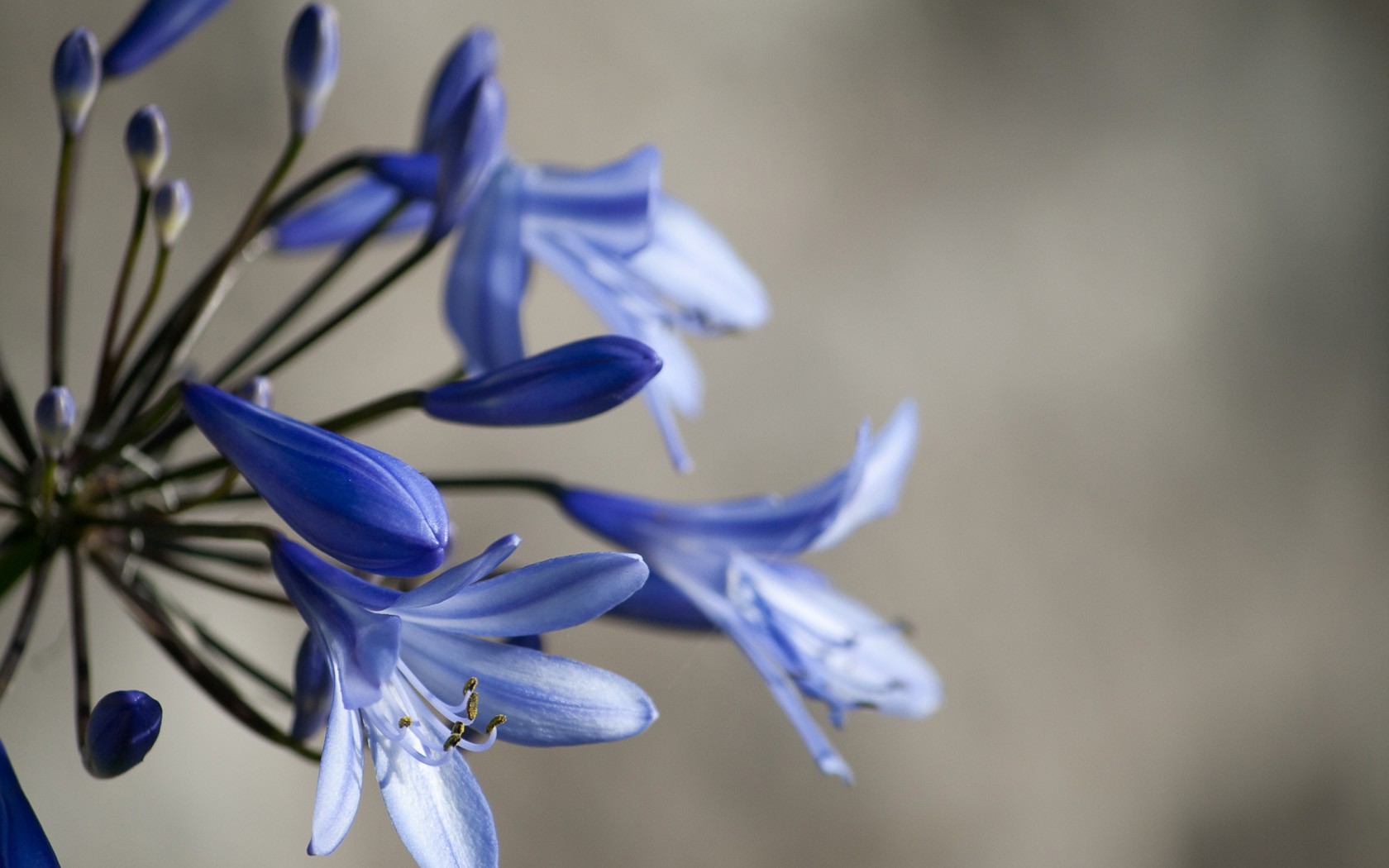 General 1680x1050 lilies flowers blue flowers macro plants