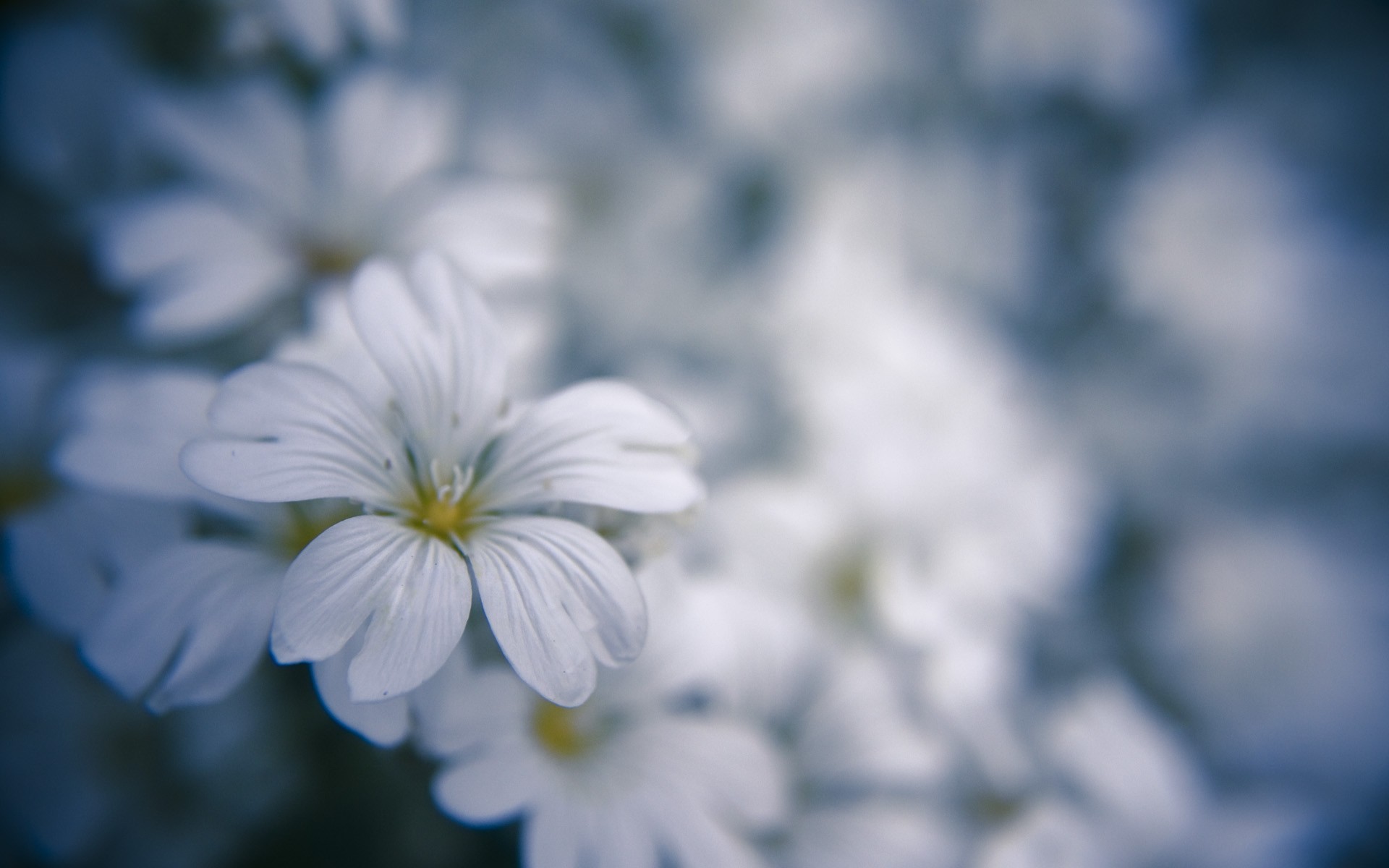 General 1920x1200 nature flowers depth of field white white flowers plants closeup