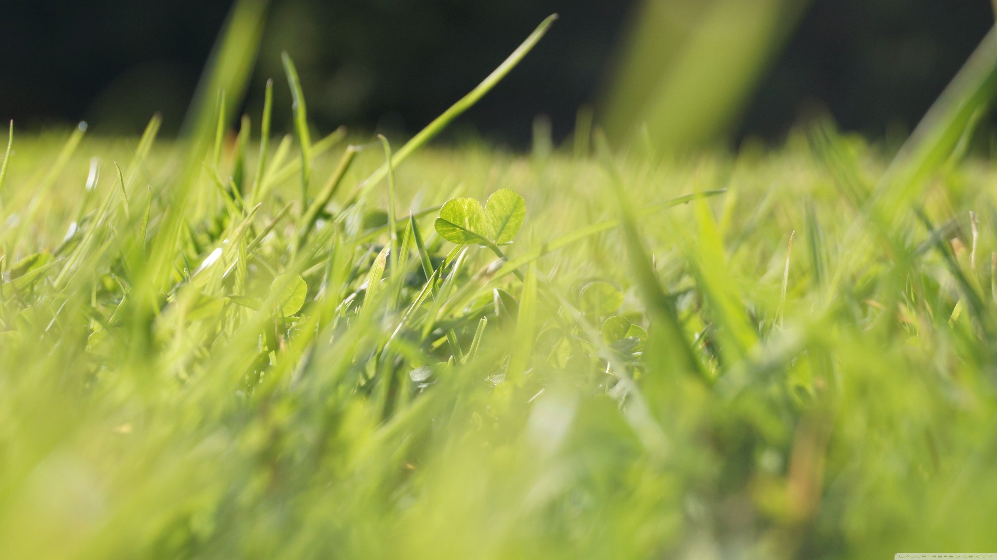 Размытый зеленый. Природа трава. Зеленая природа. Зеленая трава. Лето зелень.