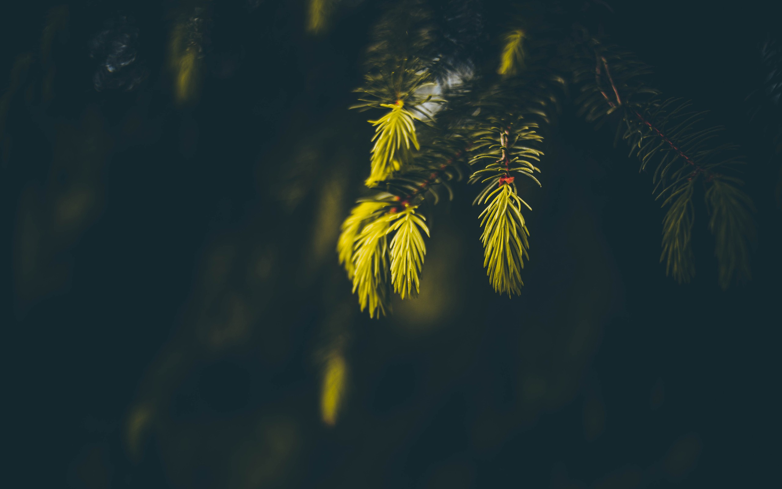 General 2560x1600 spruce macro depth of field blurred photography plants