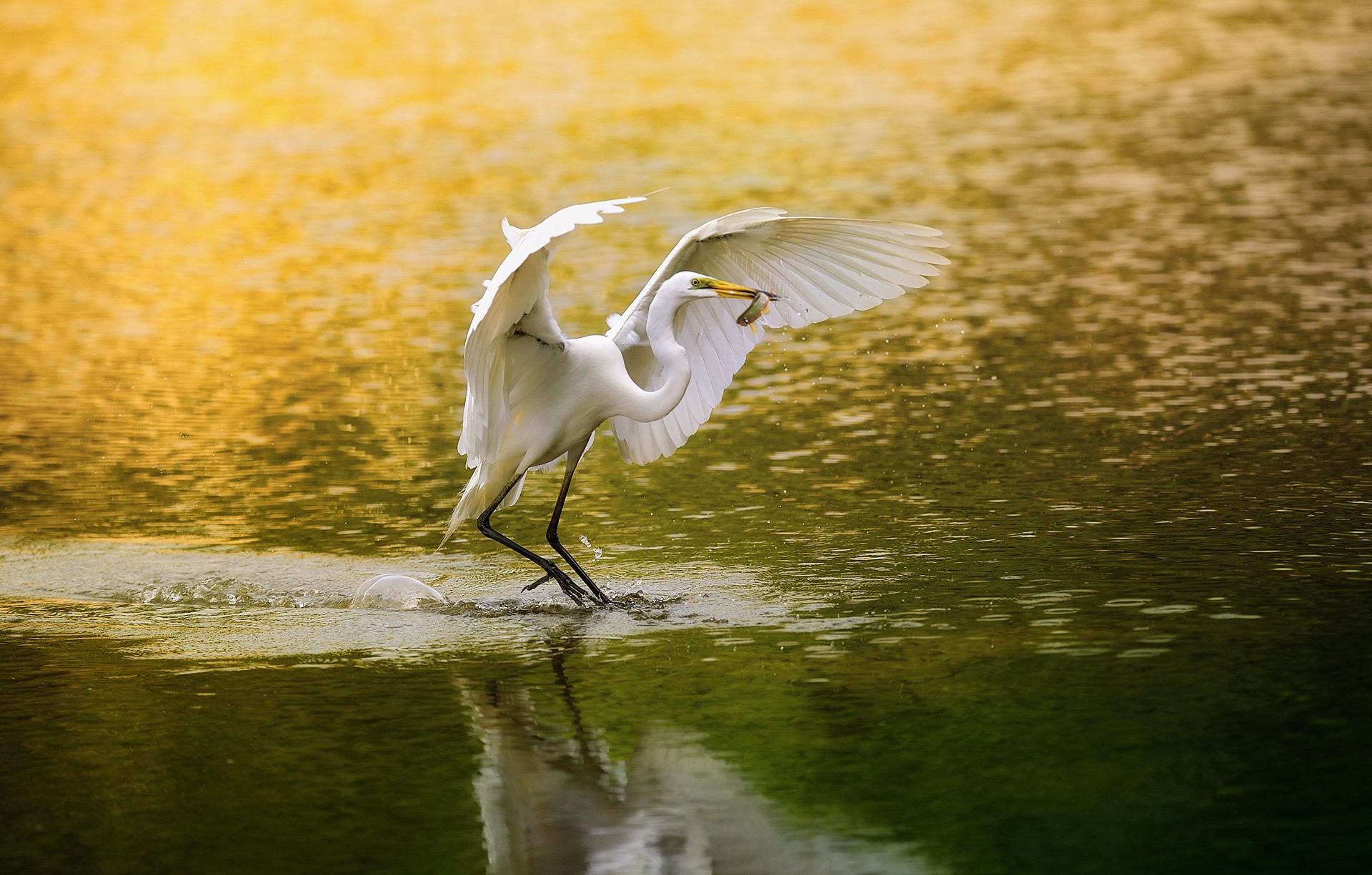 General 1920x1225 animals birds water egret reflection food nature wings outdoors fish