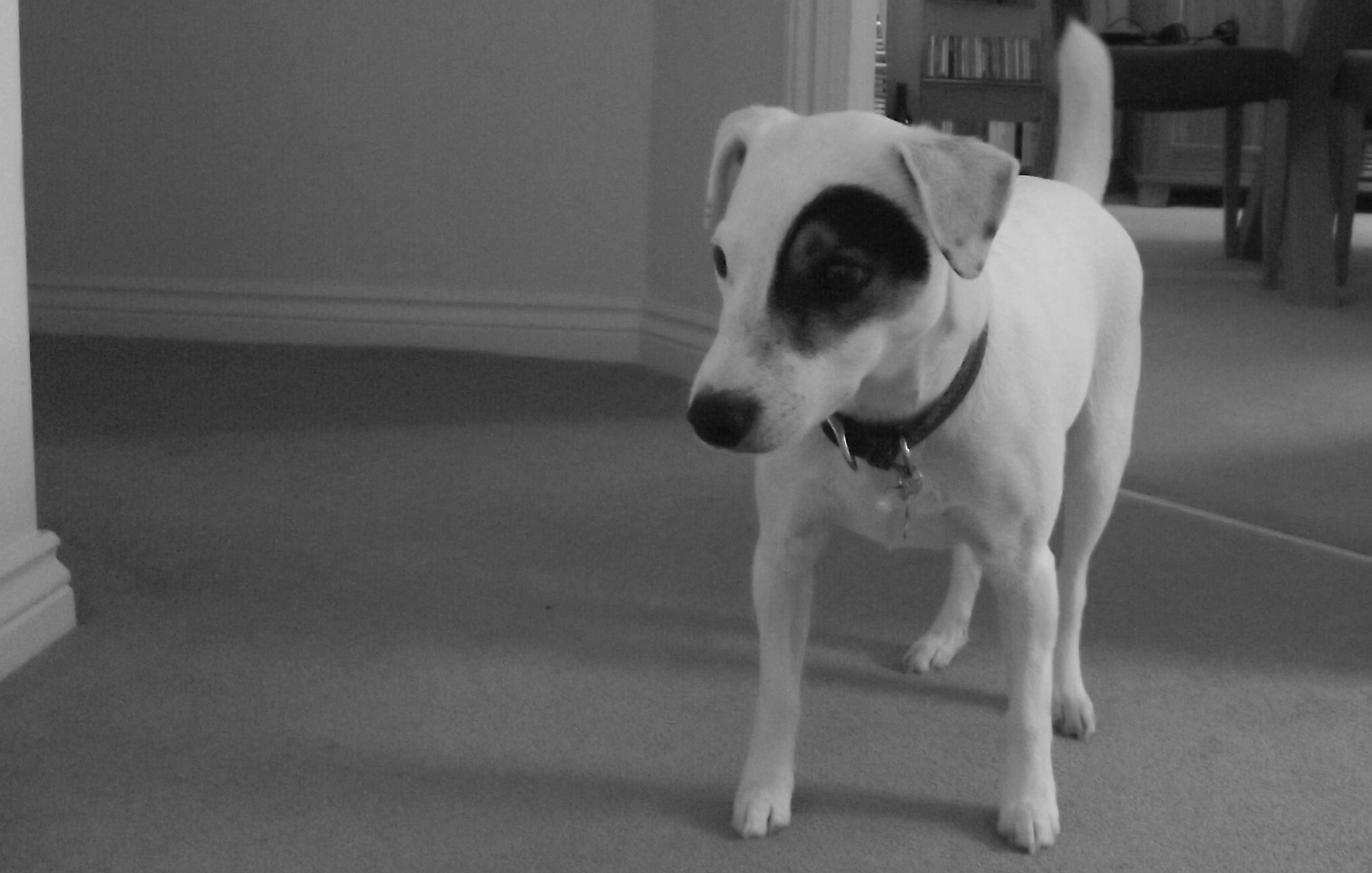 General 2214x1409 Jack Russell Terrier dog animals mammals monochrome indoors
