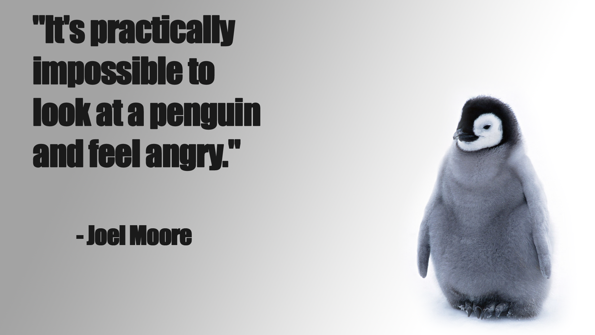 General 1920x1080 quote animals penguins