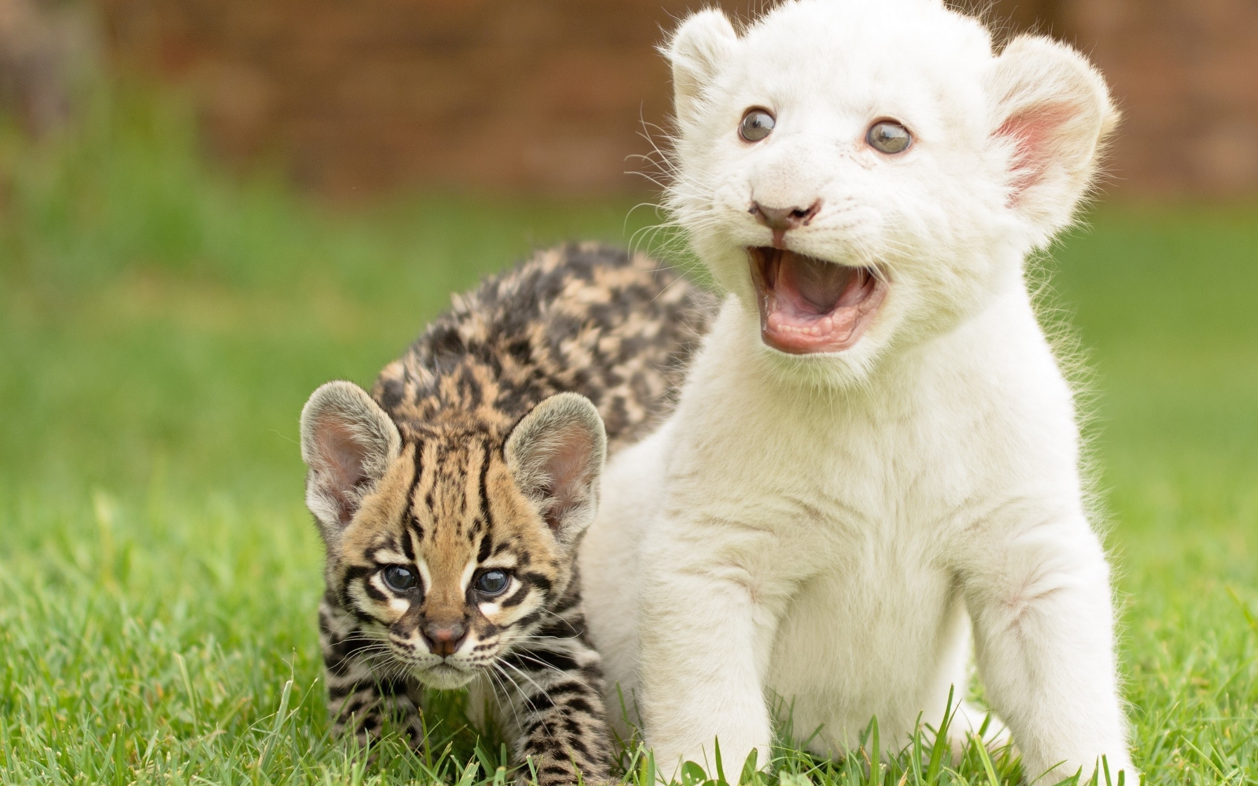 General 2560x1600 baby animals grass Ocelots lion cats outdoors mammals feline big cats