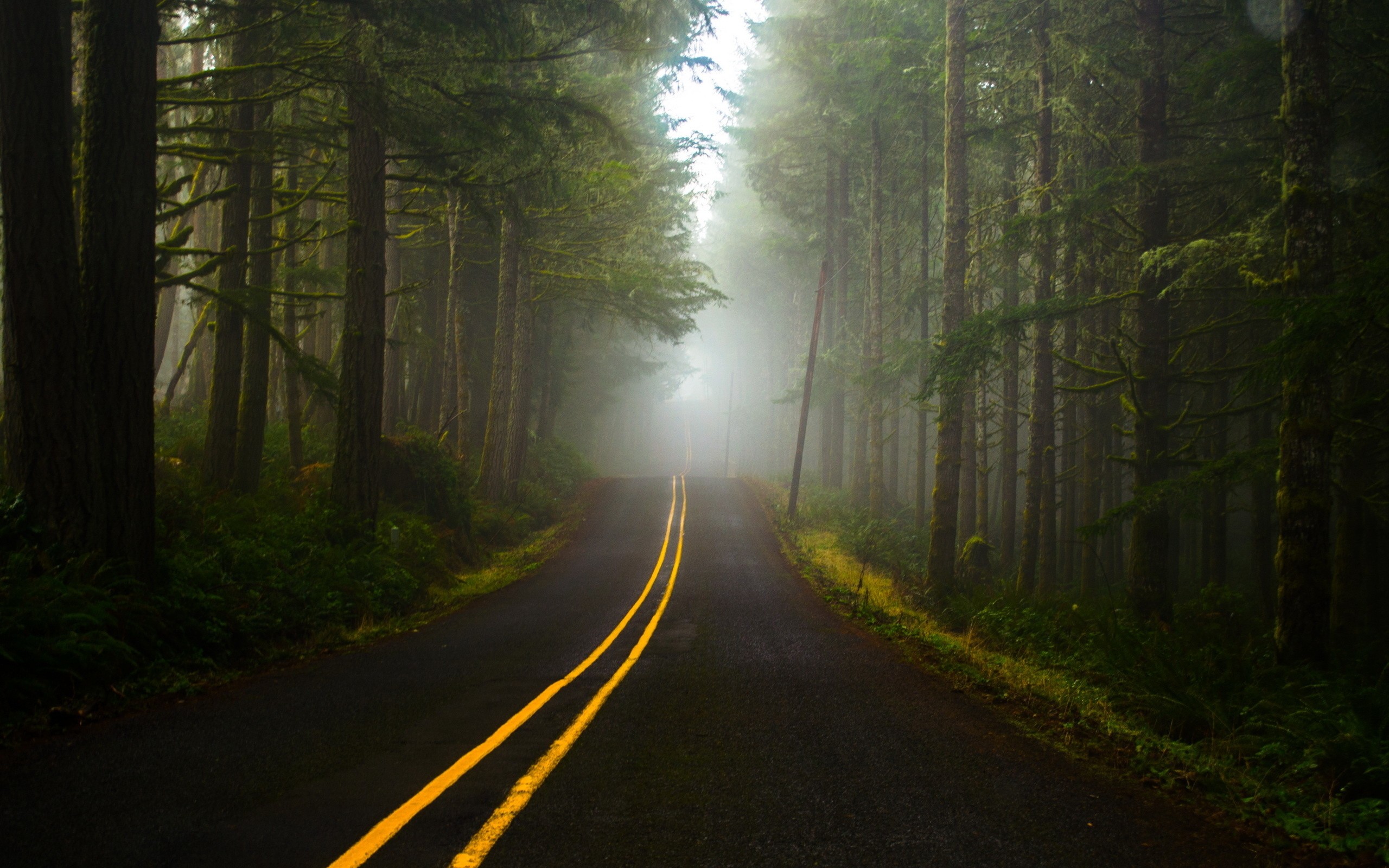 General 2560x1600 road trees forest asphalt outdoors