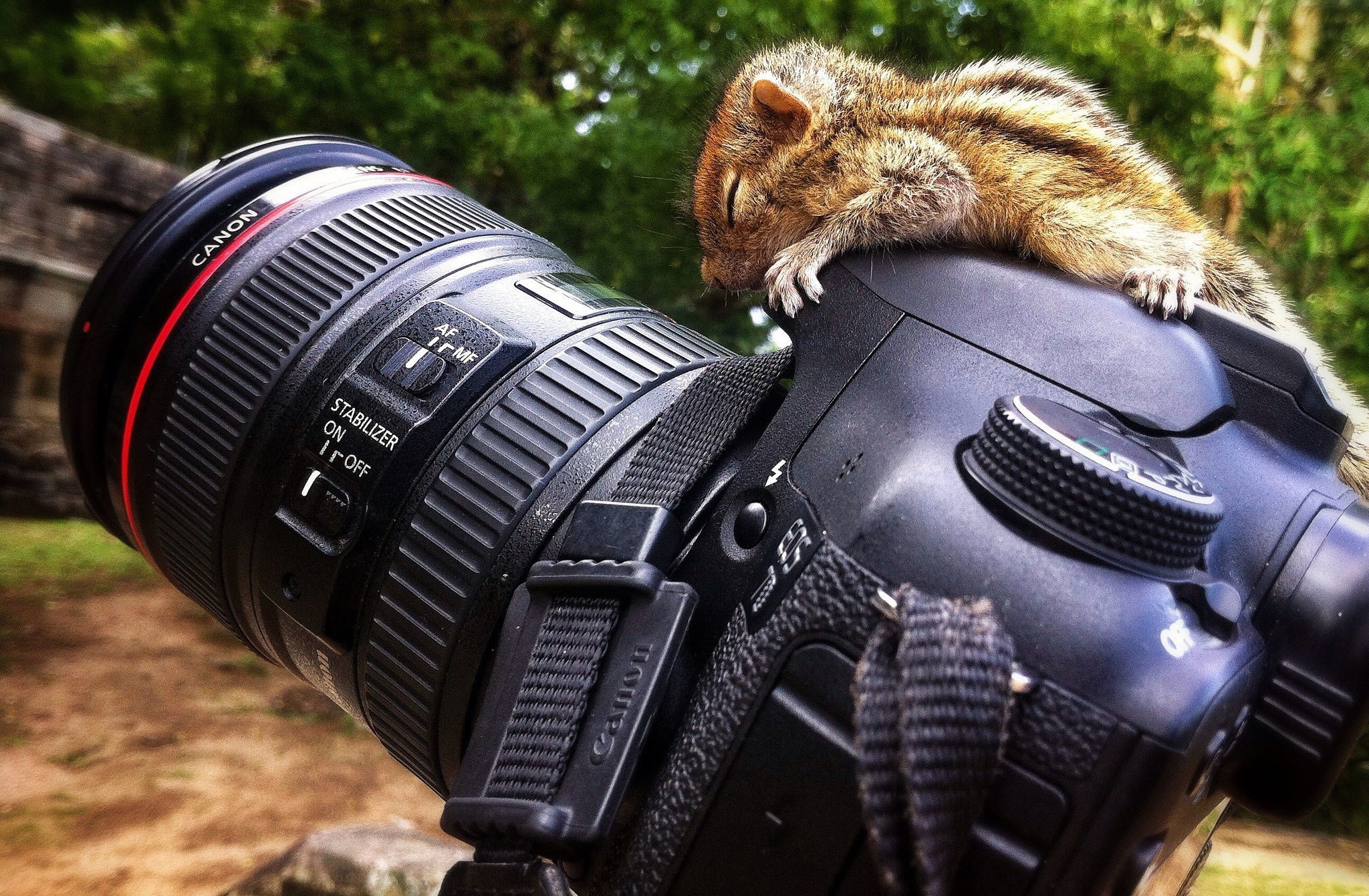 General 2048x1341 squirrel camera Canon Canon 7D  animals mammals technology outdoors