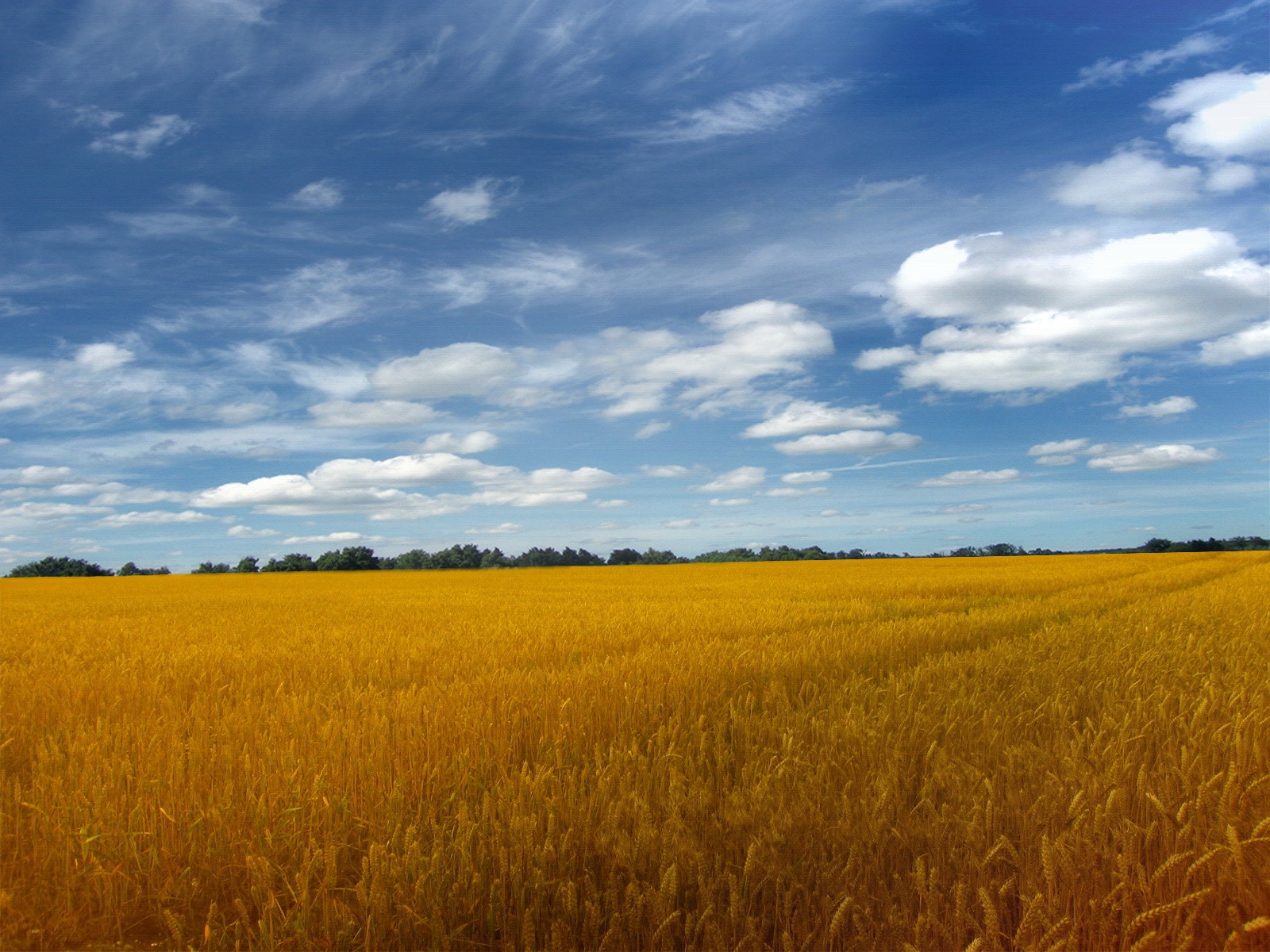 General 1600x1200 landscape wheat field summer outdoors Agro (Plants)