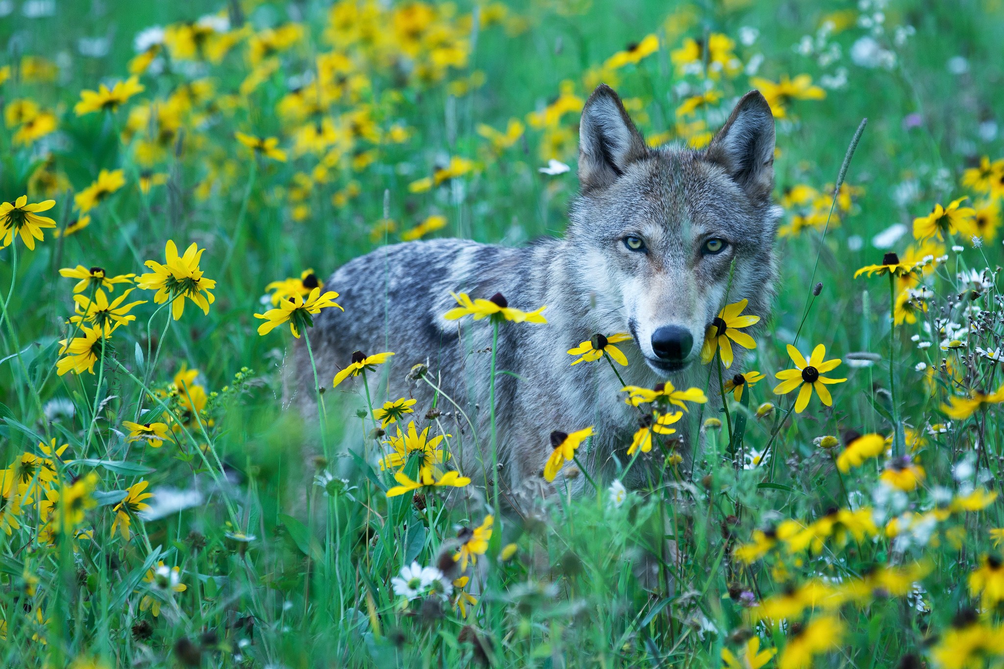 General 2048x1365 animals wolf mammals nature plants flowers yellow flowers outdoors