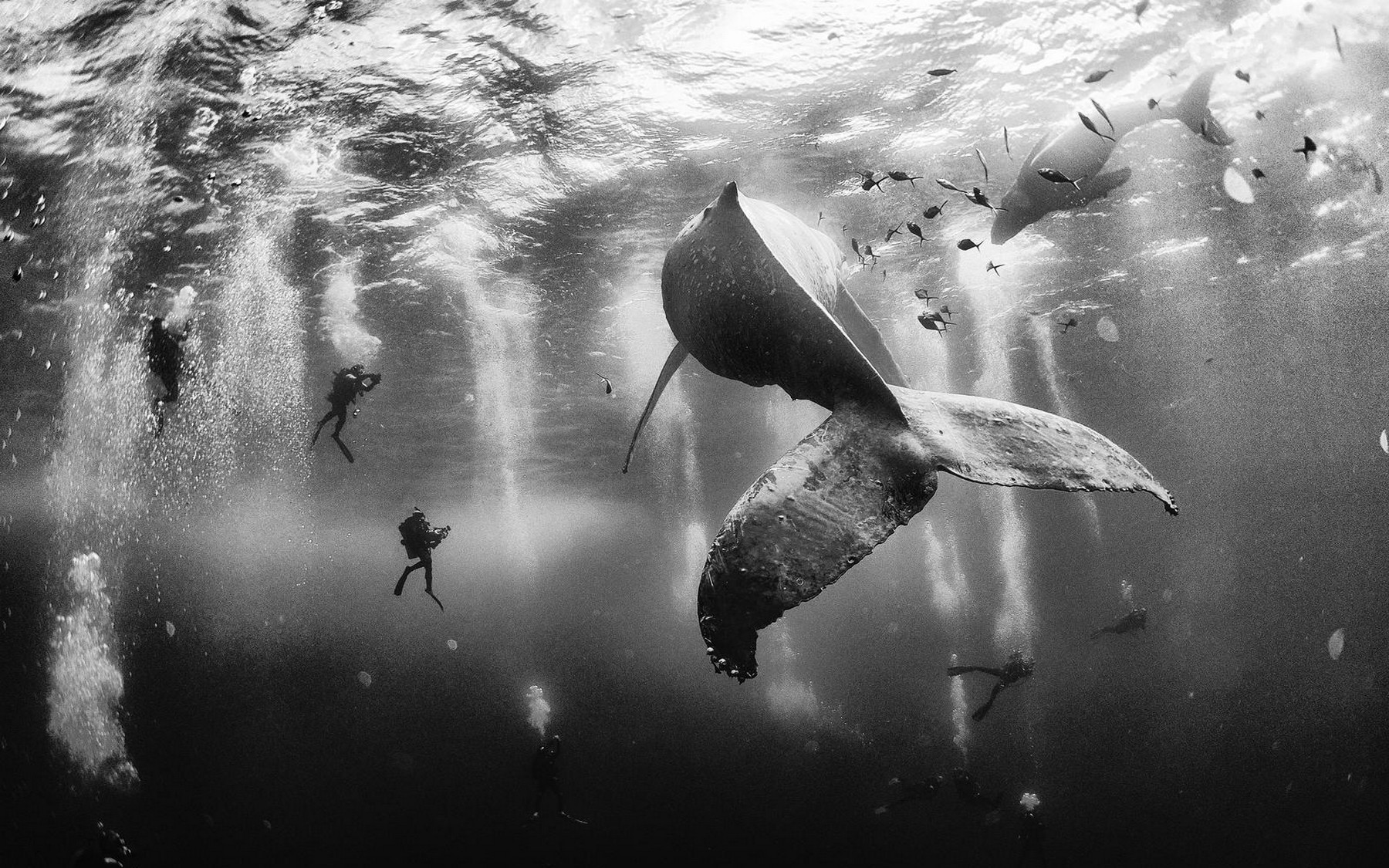 General 1800x1125 whale scuba diving monochrome underwater bubbles people fish sea