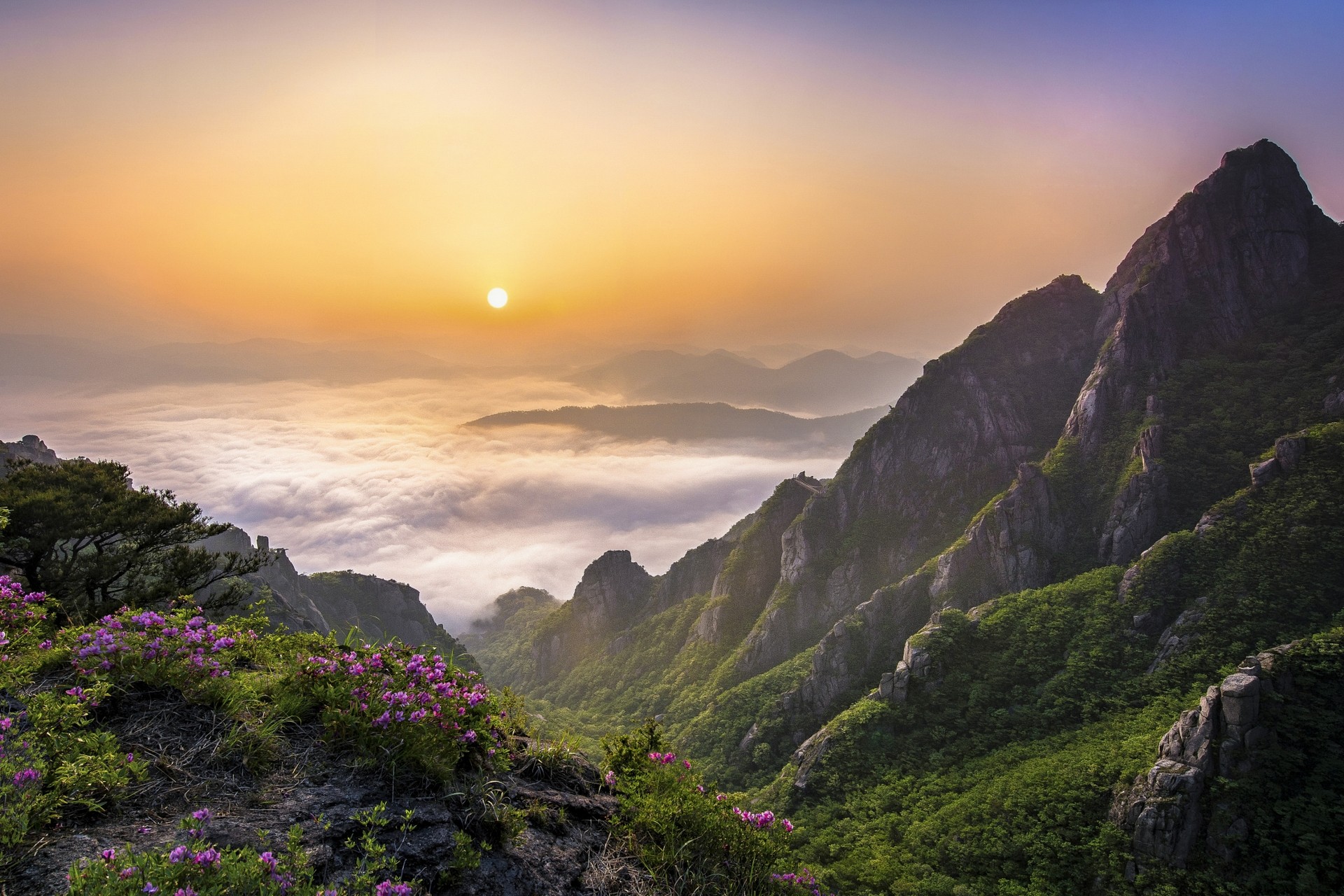 General 1920x1280 morning mountains clouds nature landscape South Korea wildflowers valley mist shrubs trees clear sky forest Asia orange sky sky sunlight