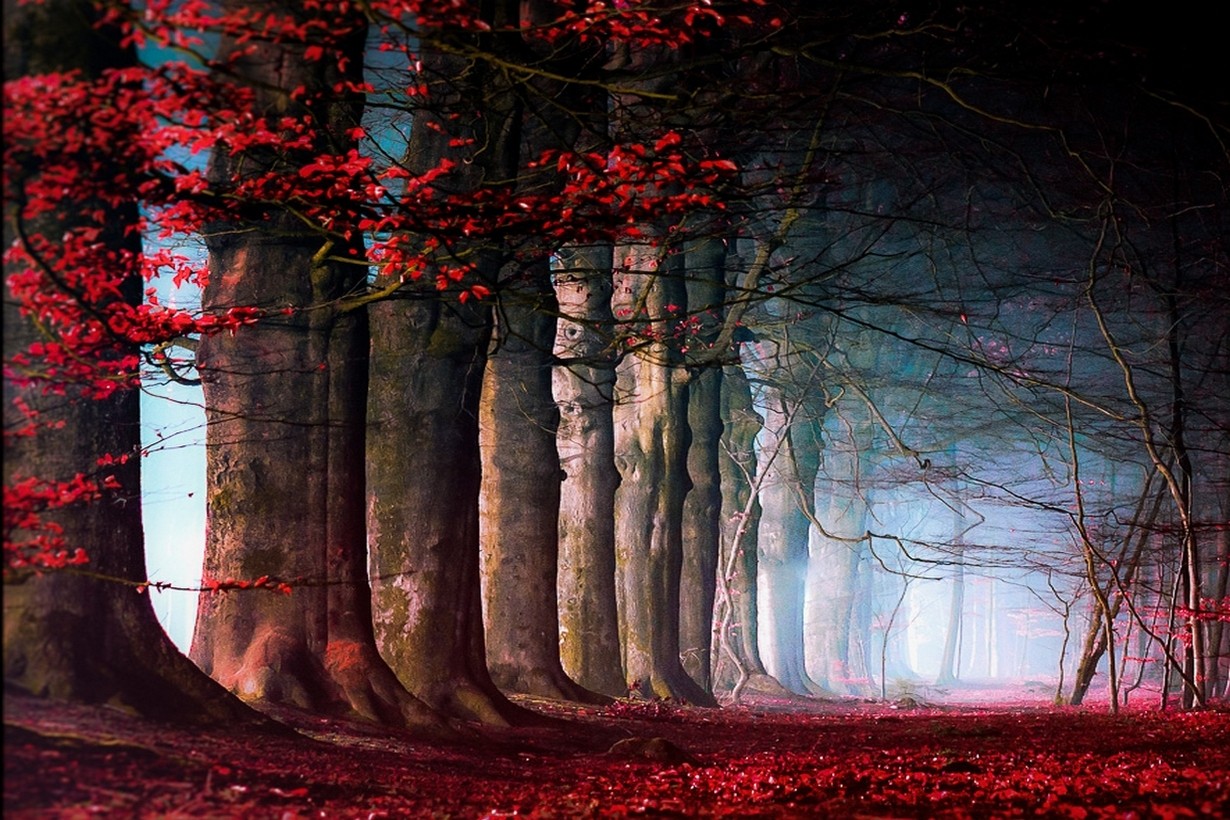 General 1230x820 nature trees leaves mist path red blue daylight fall fallen leaves outdoors