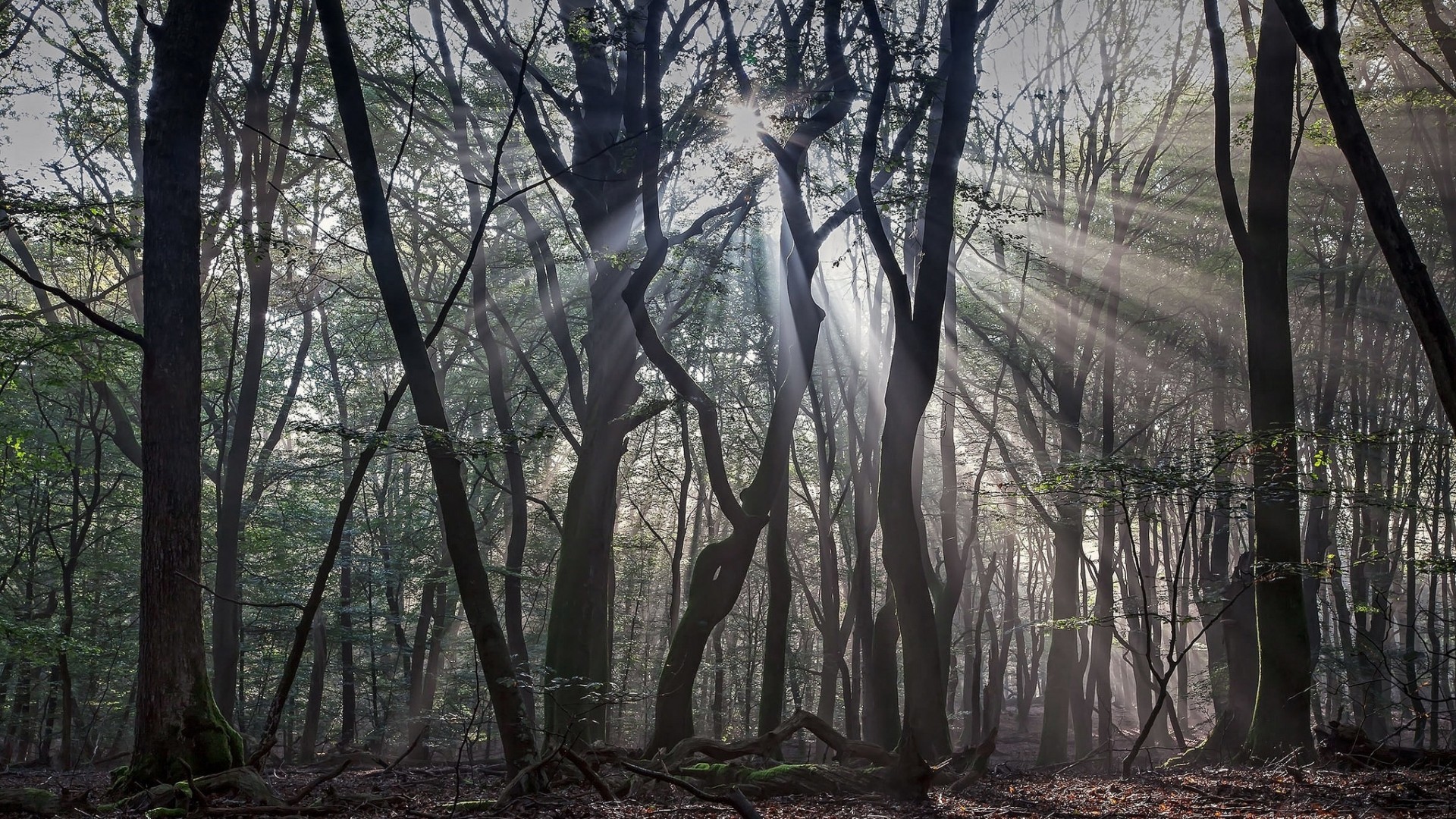 General 1920x1080 nature trees forest branch leaves wood mist sun rays dead trees silhouette moss
