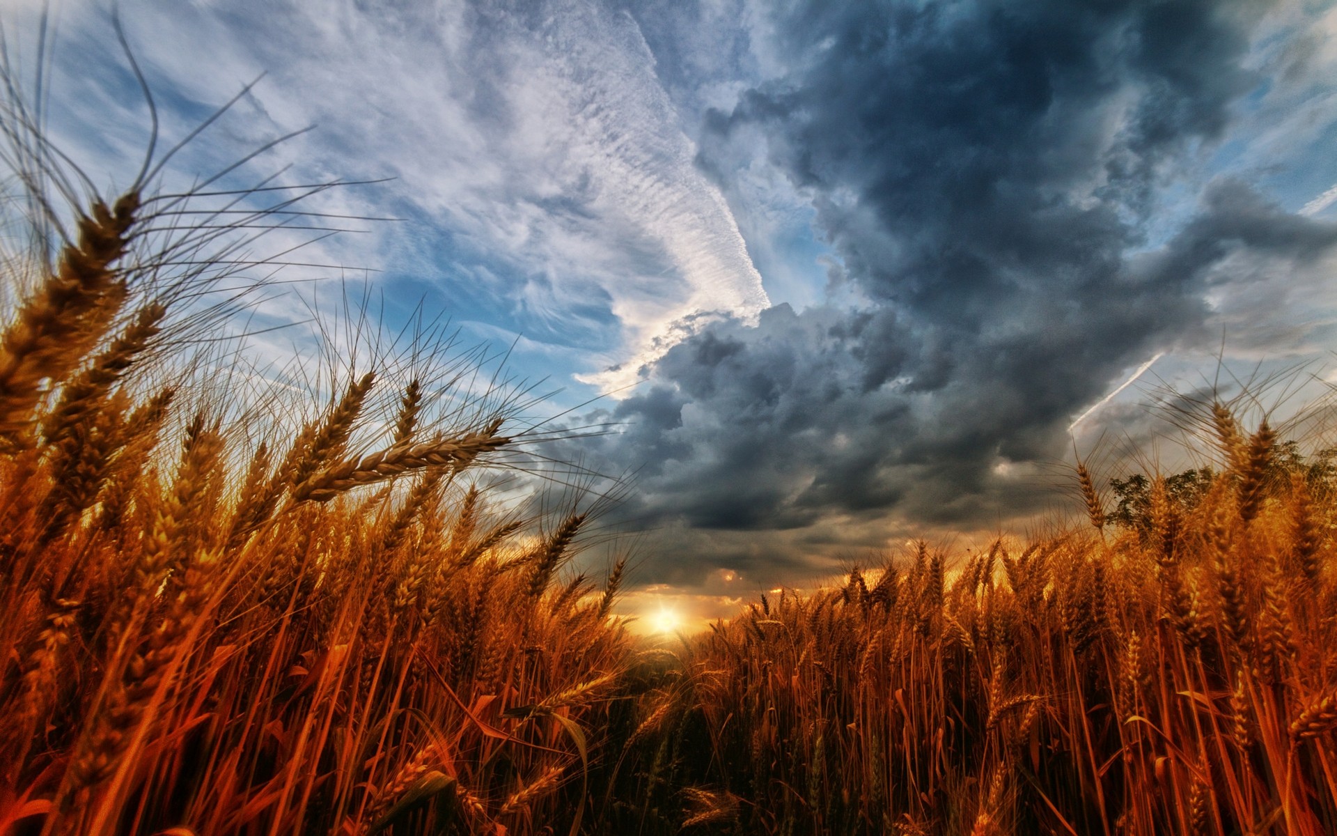 General 1920x1200 wheat sunset sky clouds field plants Agro (Plants) outdoors