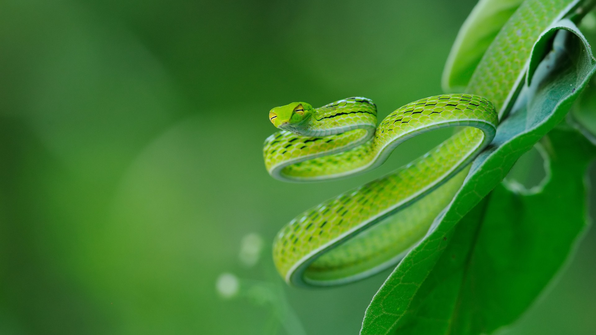 General 1920x1080 nature leaves animals snake macro closeup green depth of field reptiles green background