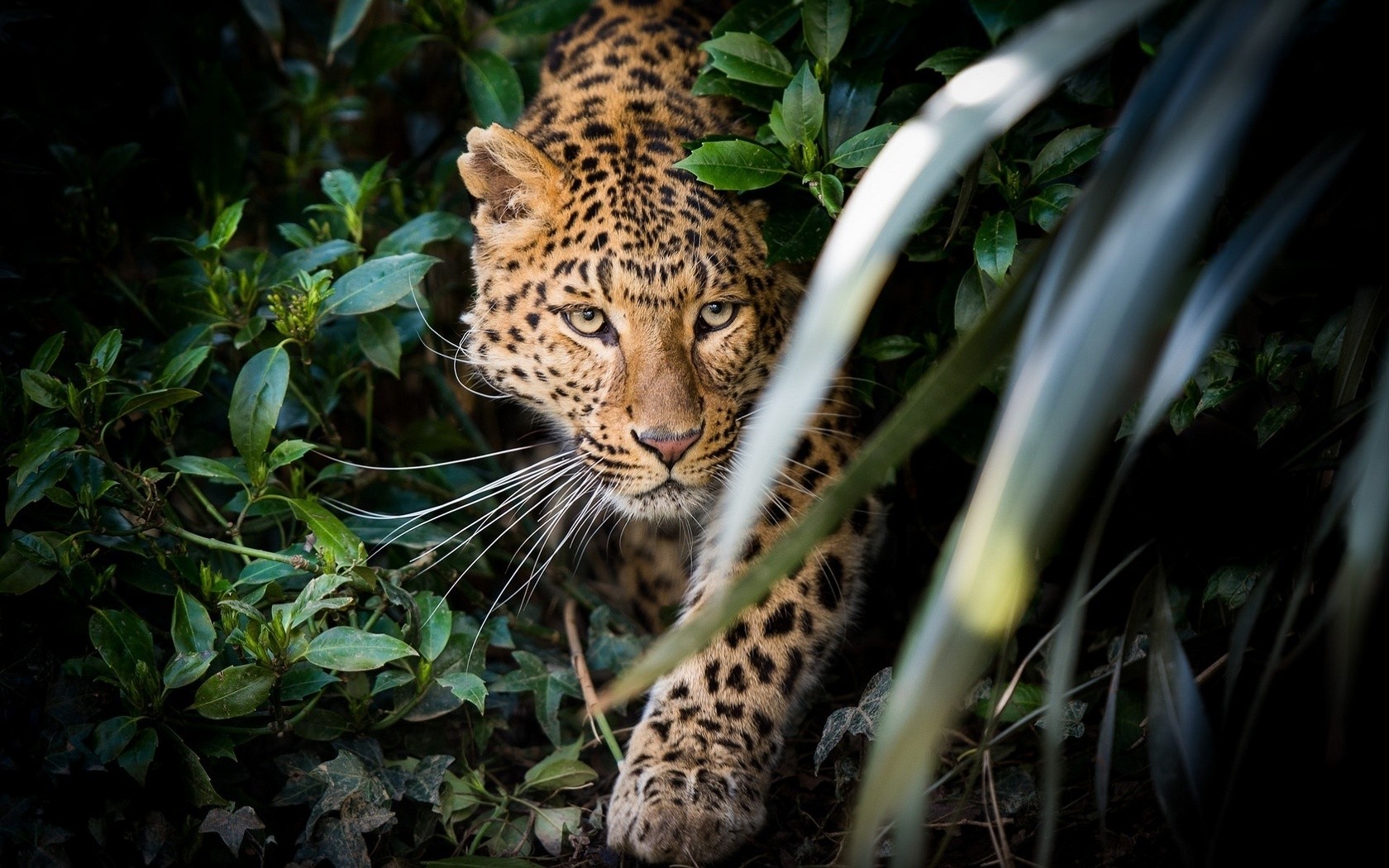 General 1680x1050 animals leaves leopard mammals big cats plants