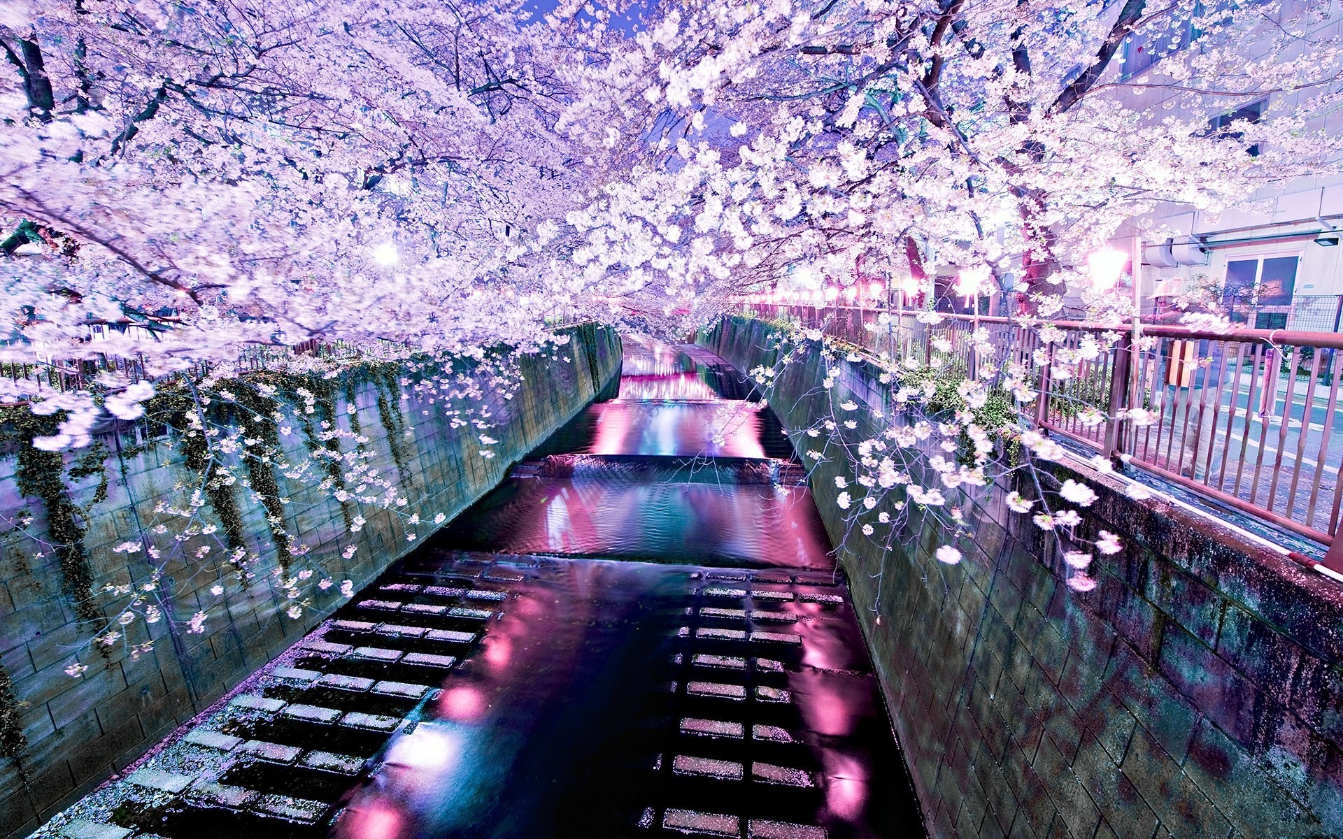 General 1920x1200 cherry blossom city urban trees plants colorful Asia canal