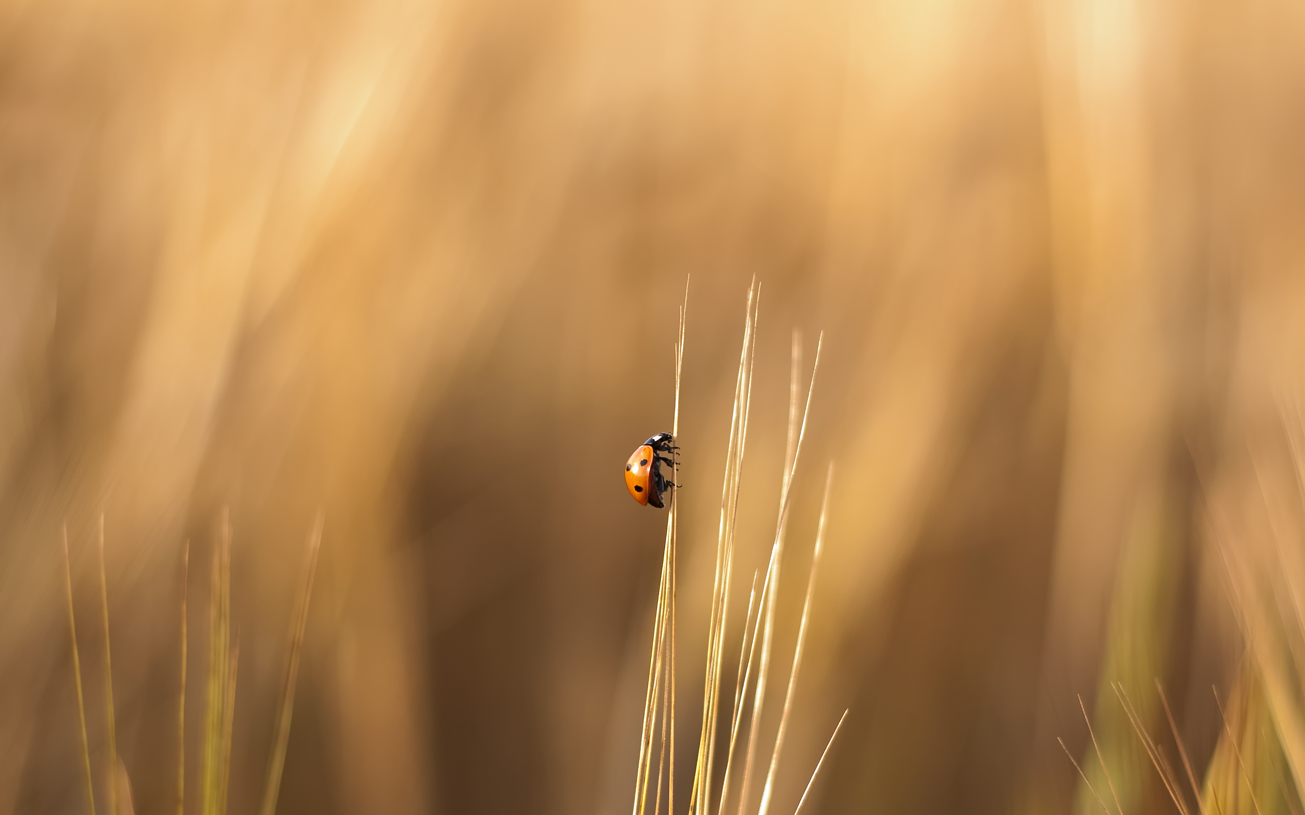 General 2560x1600 blurred insect climbing macro beige sunlight ladybugs animals