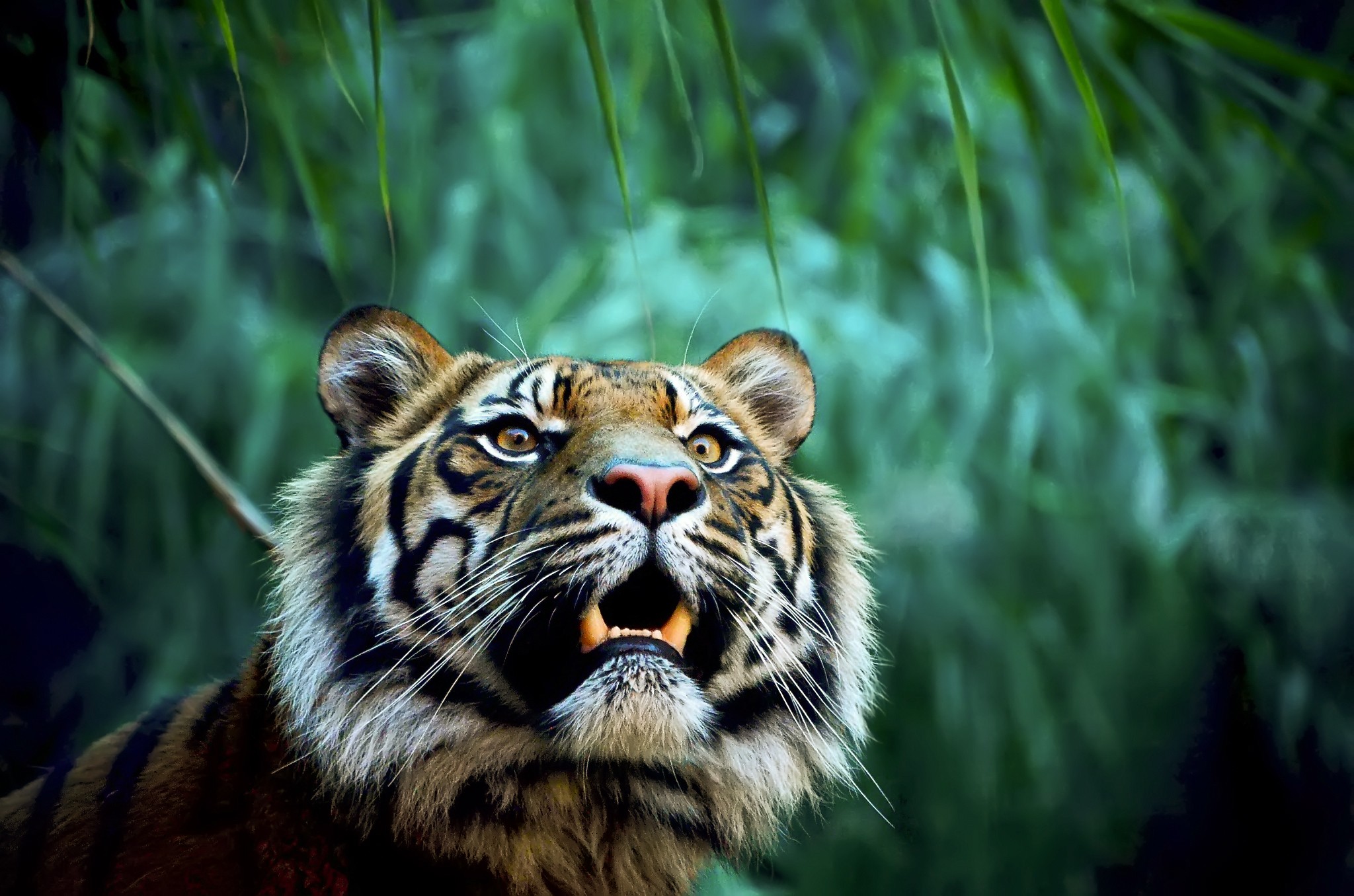 General 2048x1356 animals nature tiger mammals big cats fangs yellow eyes