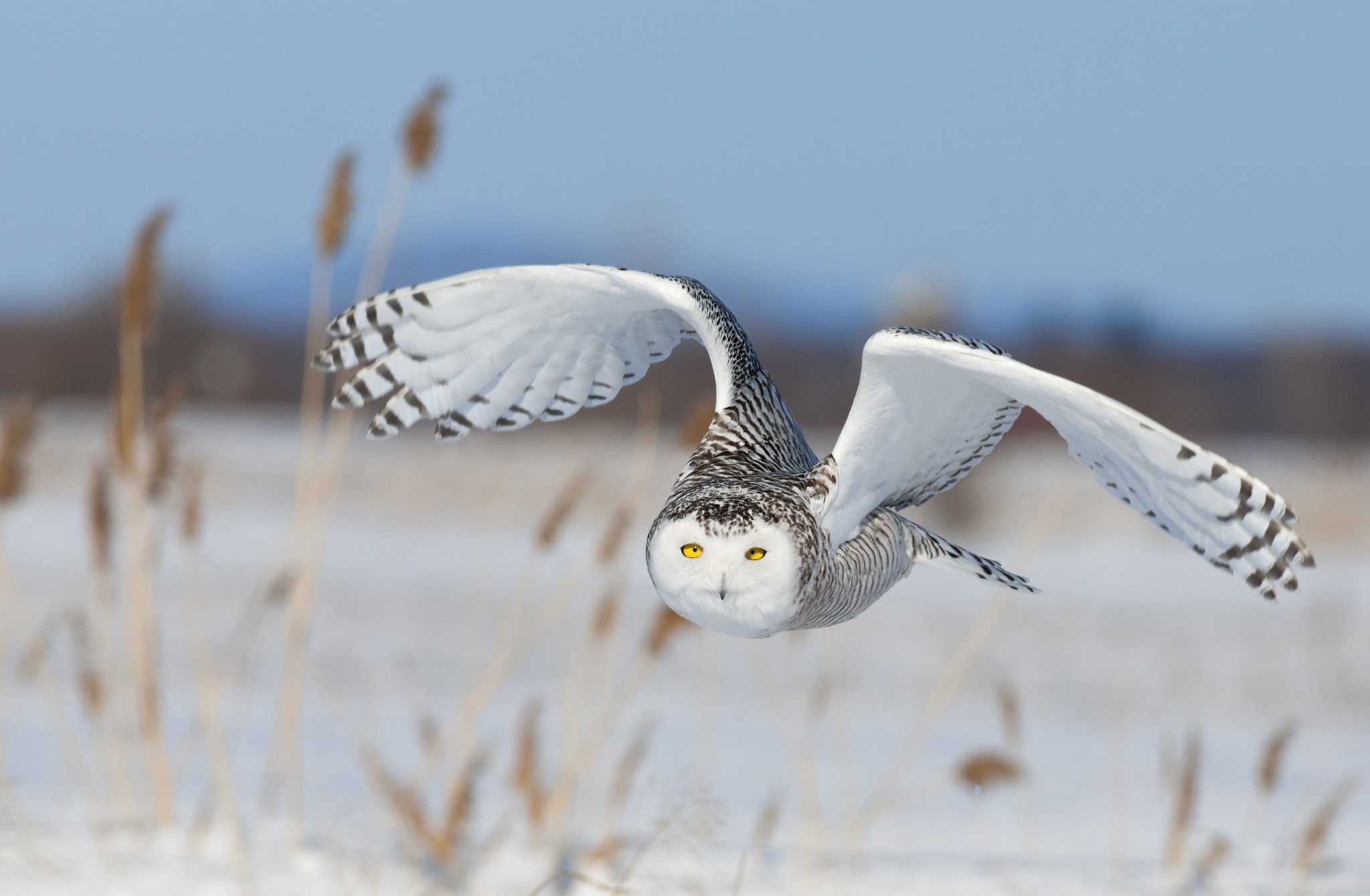 General 2048x1341 nature animals birds flying landscape owl yellow eyes winter snow feathers wings animal eyes outdoors