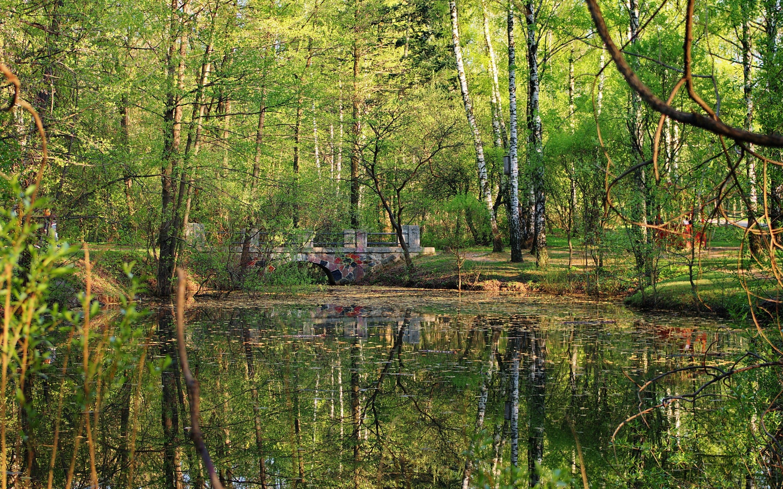 General 2560x1600 nature forest pond outdoors water trees reflection