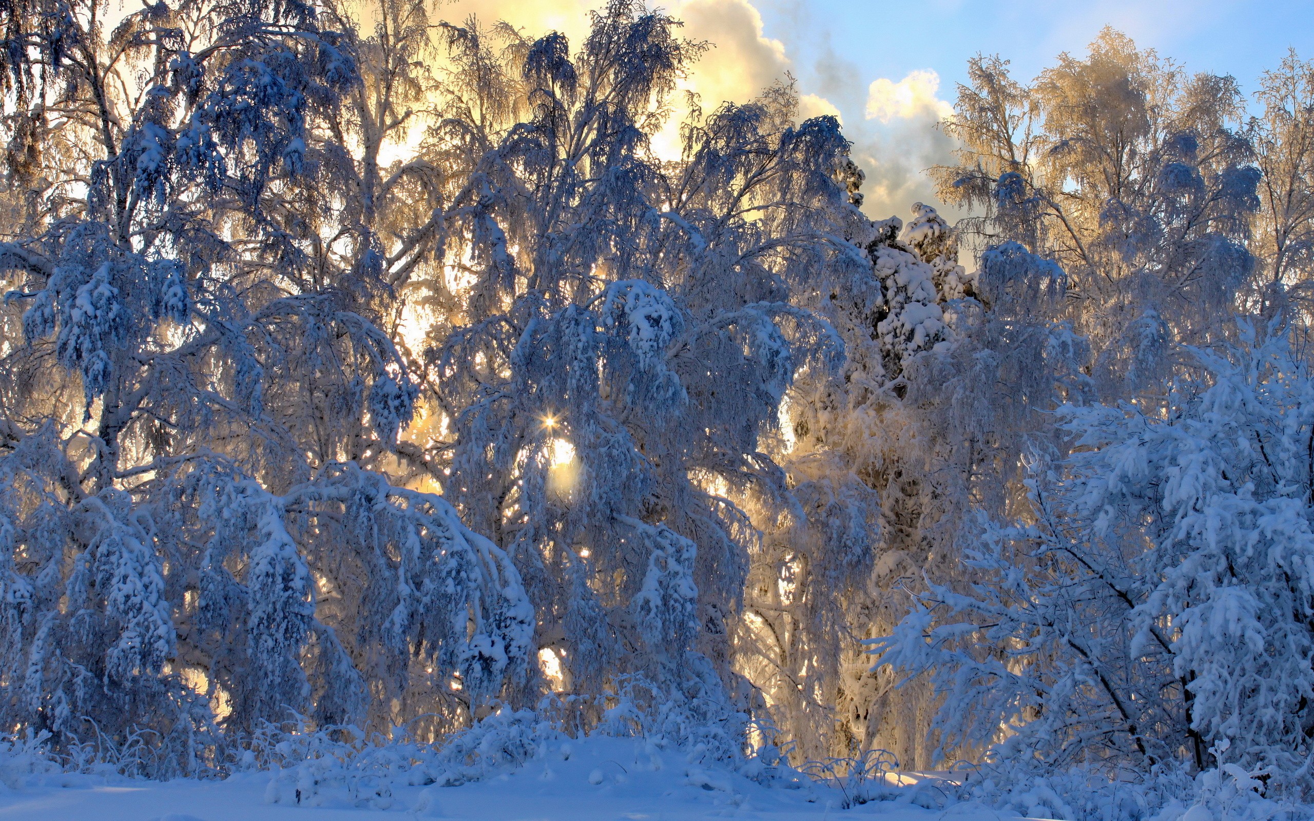 General 2560x1600 winter snow trees frost dappled sunlight plants cold ice sunlight outdoors