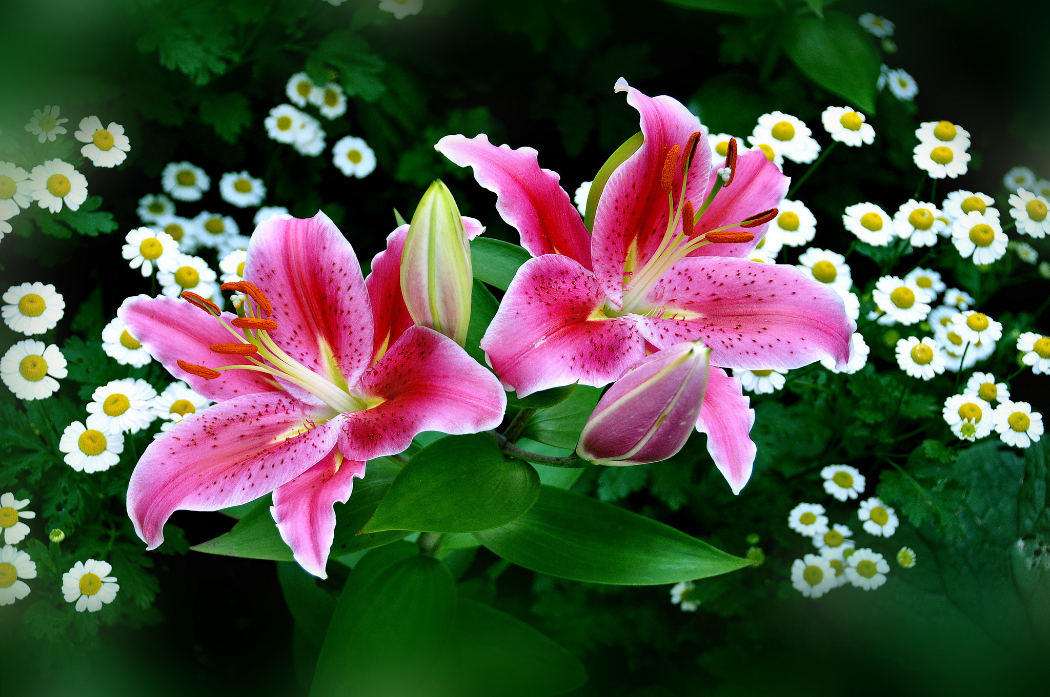 General 2048x1360 flowers white flowers pink flowers lilies plants outdoors closeup