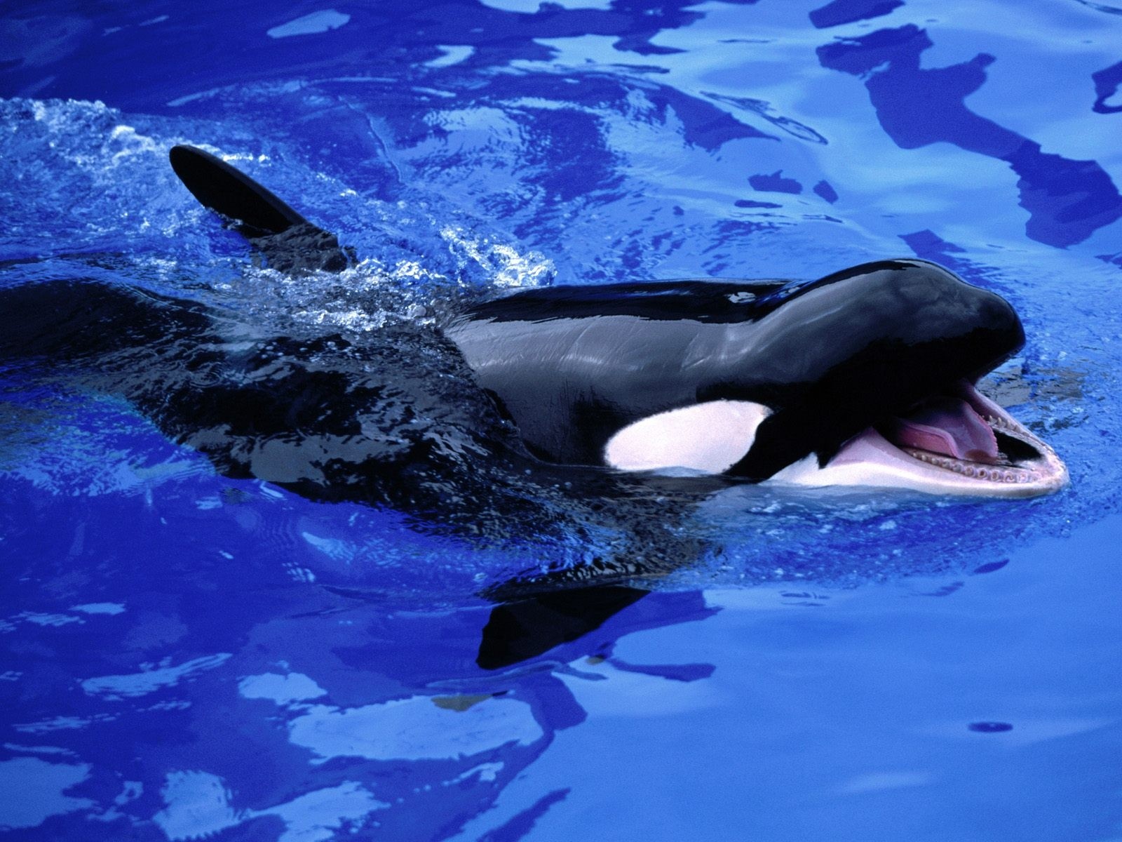 General 1600x1200 sea whale orca animals mammals