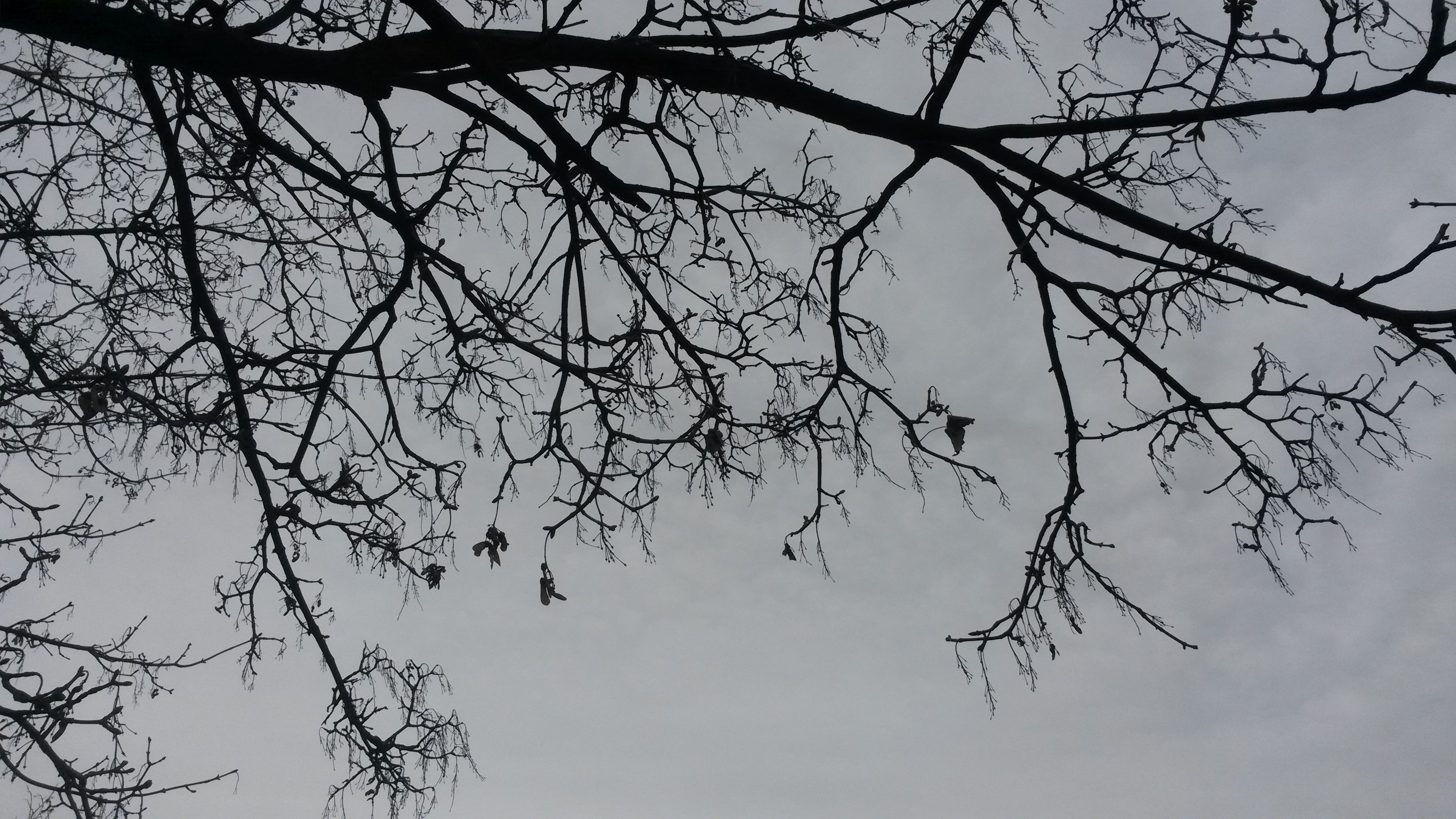 General 3264x1836 trees branch winter sky gray gloomy overcast