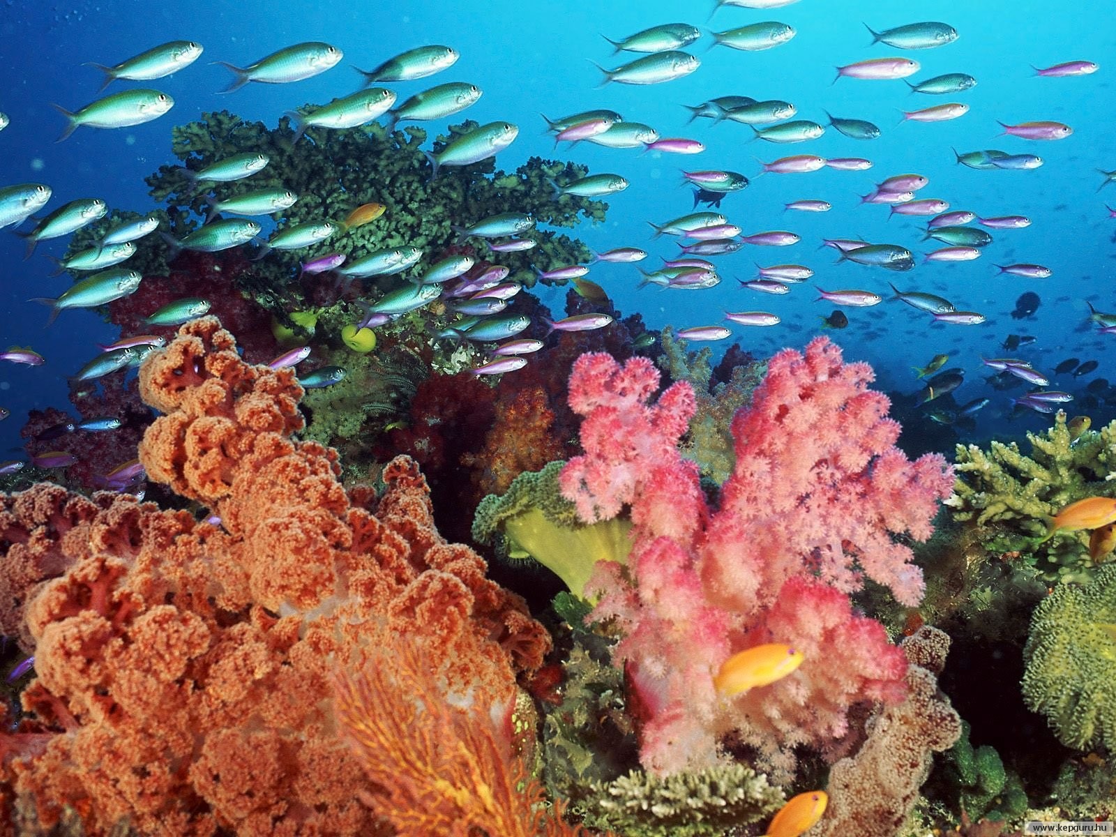 General 1600x1200 sea underwater fish coral animals