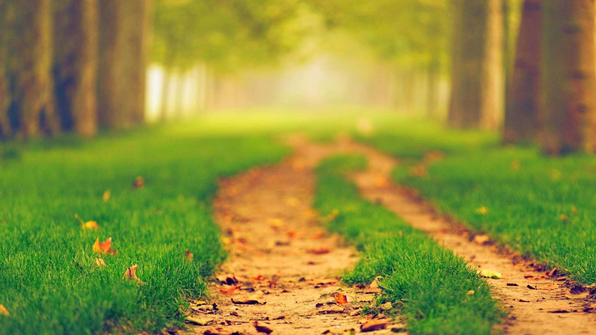 General 1920x1080 nature path blurred green depth of field leaves trees natural light plants grass