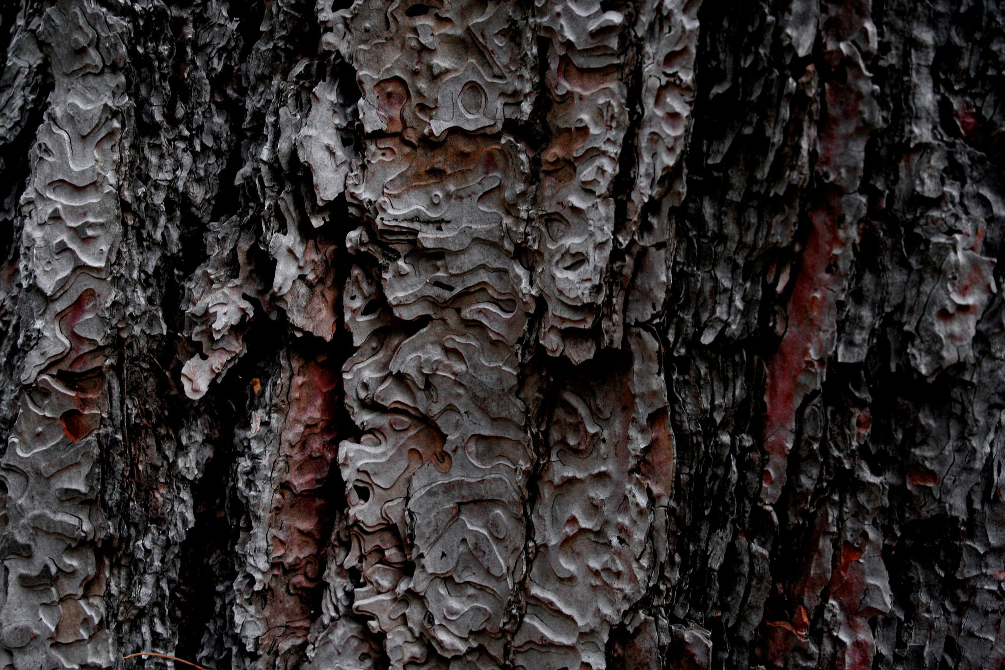 General 2048x1365 nature trees wooden surface wood pattern tree bark texture