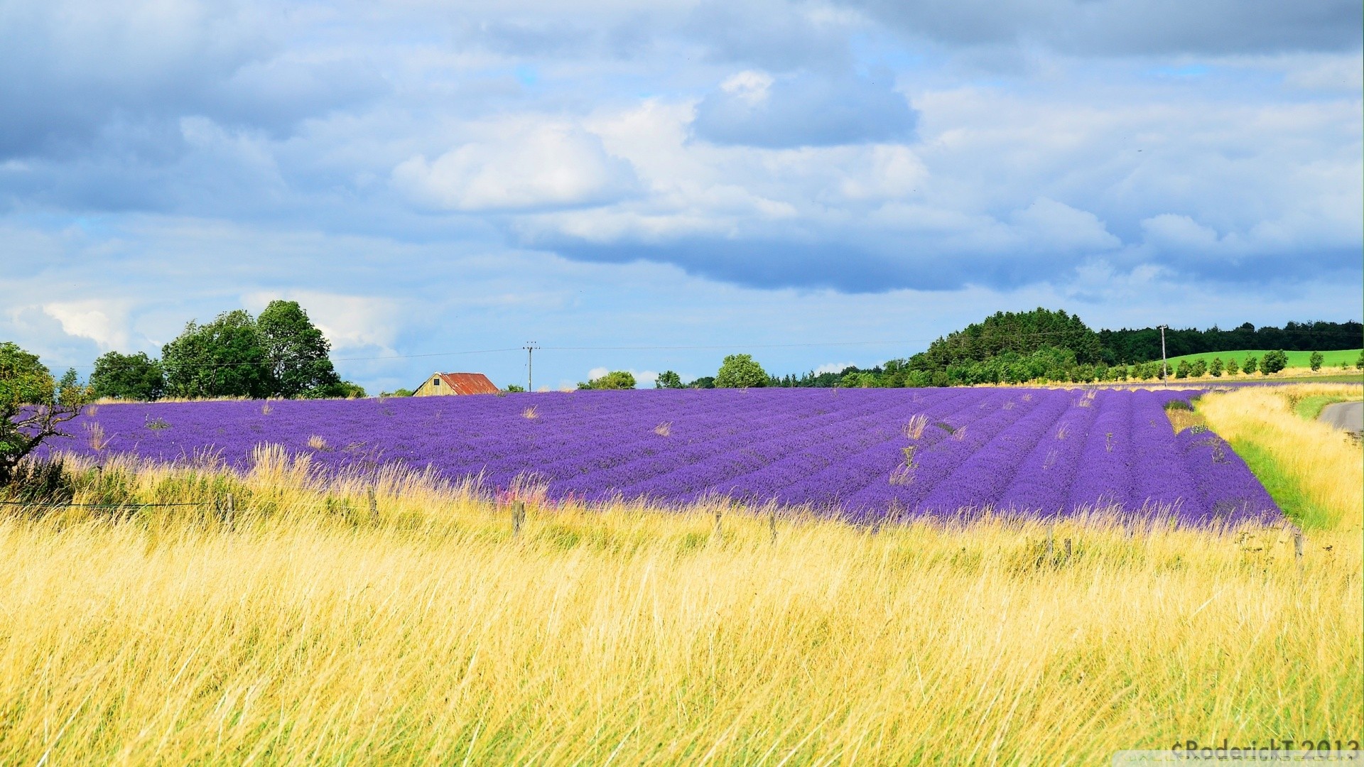 General 1920x1080 lavender UK field landscape purple flowers clouds Agro (Plants) outdoors plants 2013 (Year)