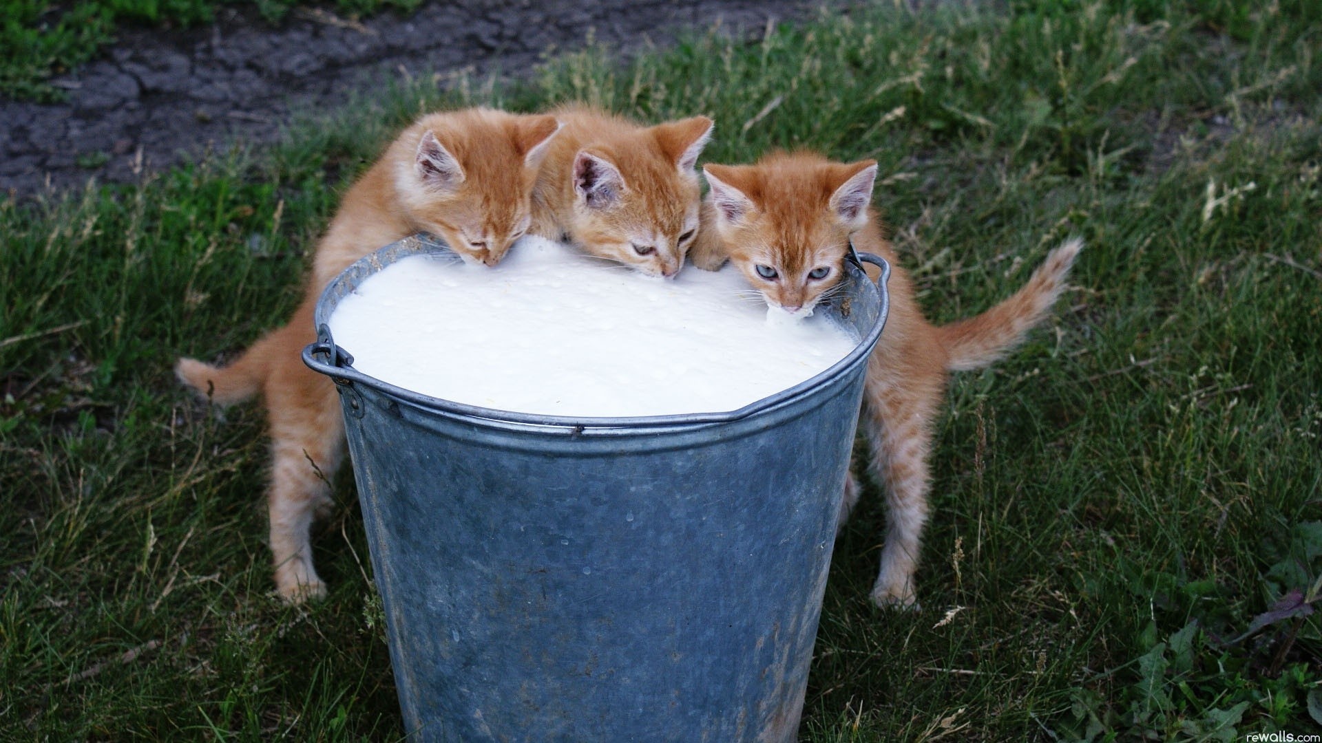 General 1920x1080 cats kittens milk animals baby animals feline mammals outdoors