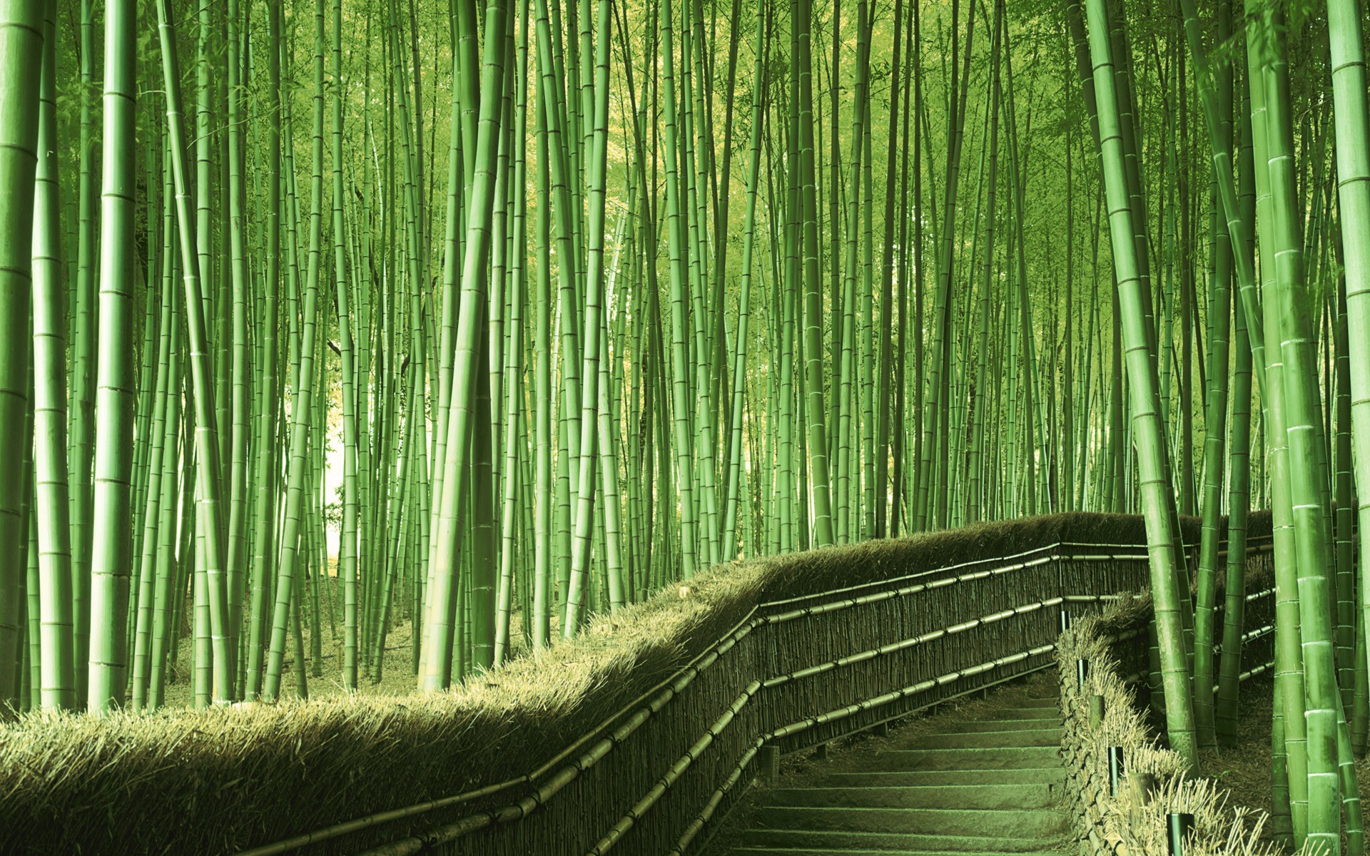 General 1920x1200 Japan bamboo forest path Kyoto park stairs Asia trees plants