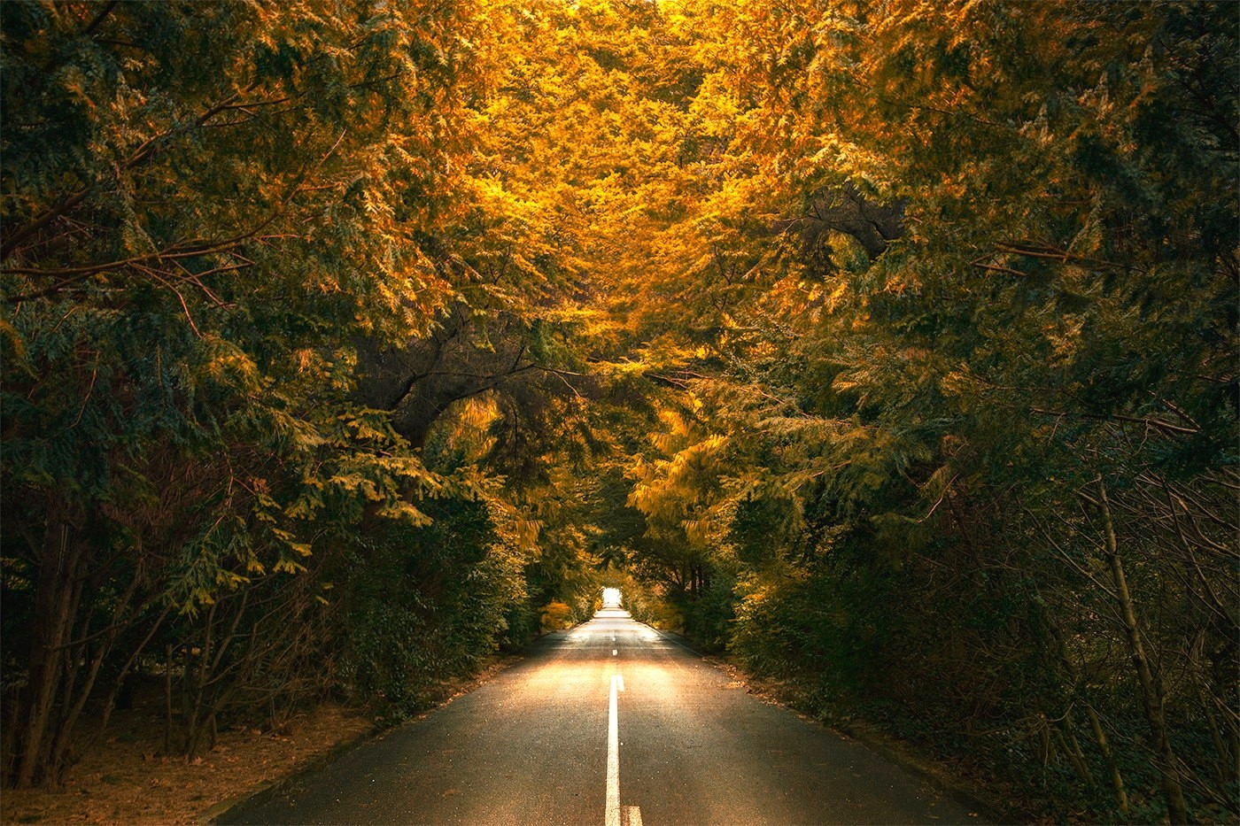 General 1400x933 nature landscape trees road yellow green tunnel fall